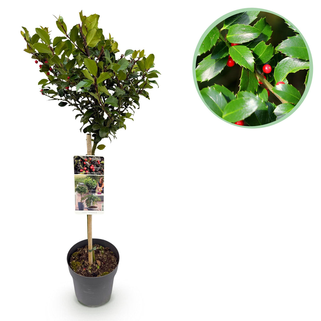 Greenboutiq - Stamm-Pflanze - Ilex Meserveae Blue Maid - Terrassenpflanze - Immergrün - Winterhart - Rote Beeren - Topf 19Cm Höhe 90Cm