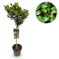Greenboutiq - Stamm-Pflanze - Ilex Meserveae Blue Maid - Terrassenpflanze - Immergrün - Winterhart - Rote Beeren - Topf 19Cm Höhe 90Cm