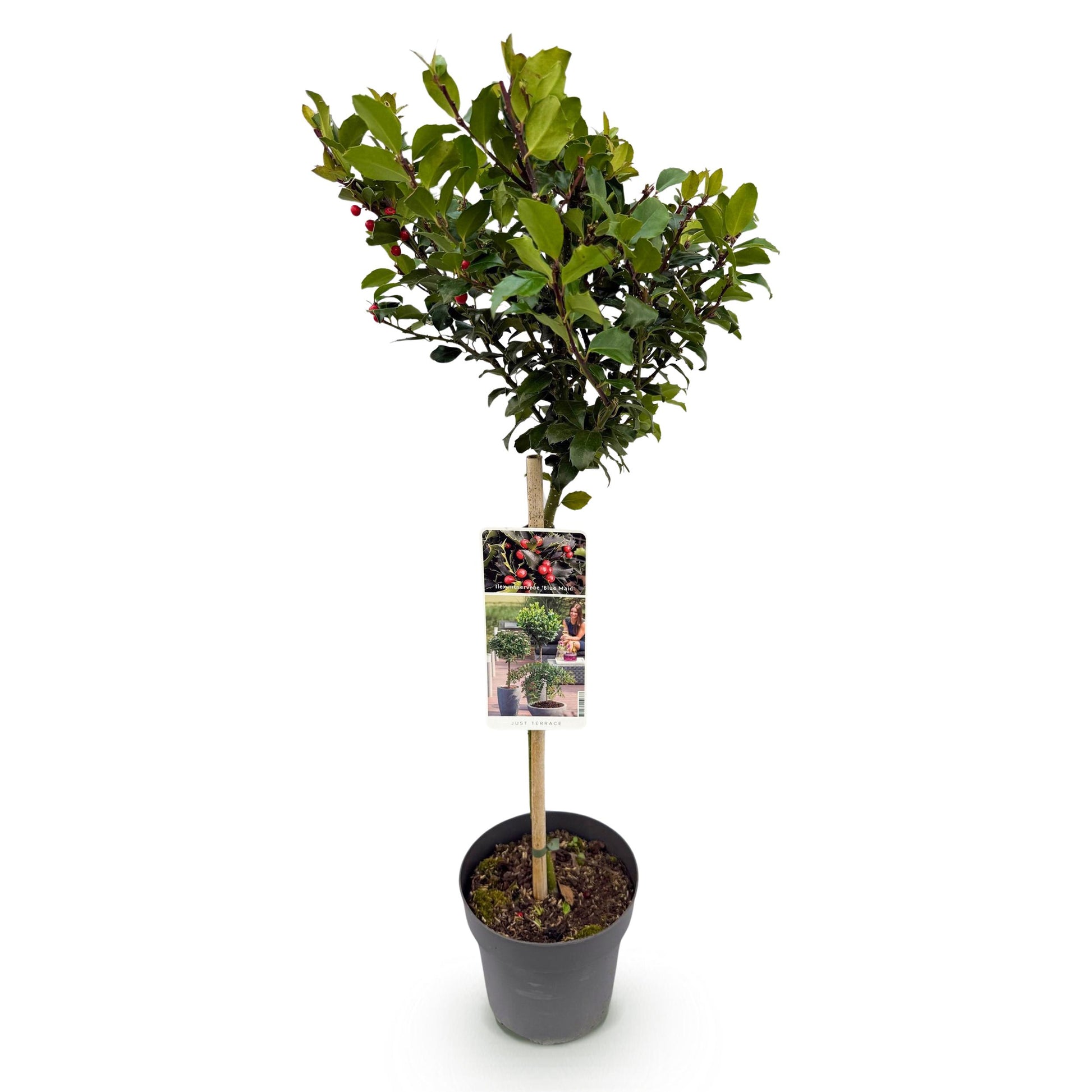 Greenboutiq - Stamm-Pflanze - Ilex Meserveae Blue Maid - Terrassenpflanze - Immergrün - Winterhart - Rote Beeren - Topf 19Cm Höhe 90Cm
