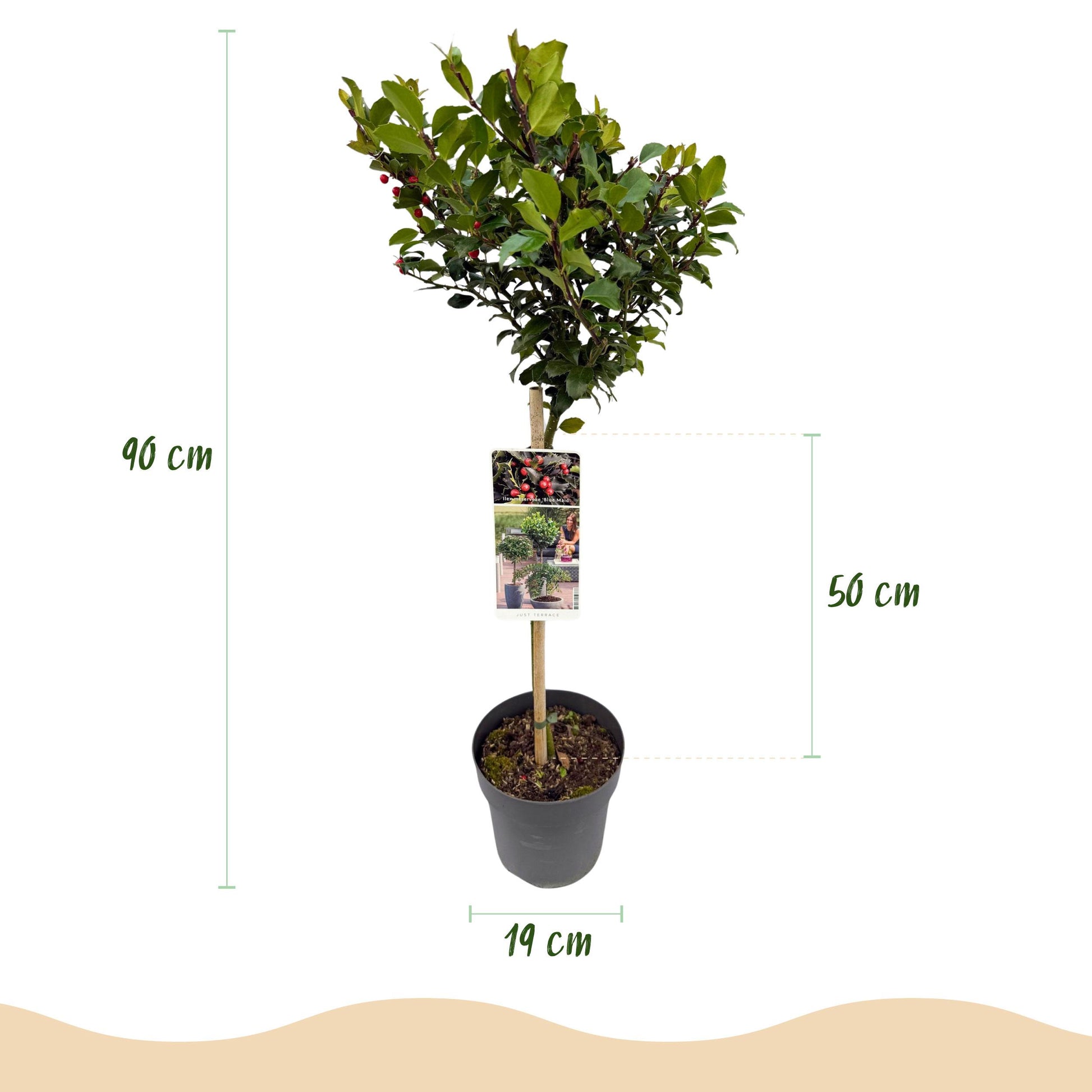 Greenboutiq - Stamm-Pflanze - Ilex Meserveae Blue Maid - Terrassenpflanze - Immergrün - Winterhart - Rote Beeren - Topf 19Cm Höhe 90Cm