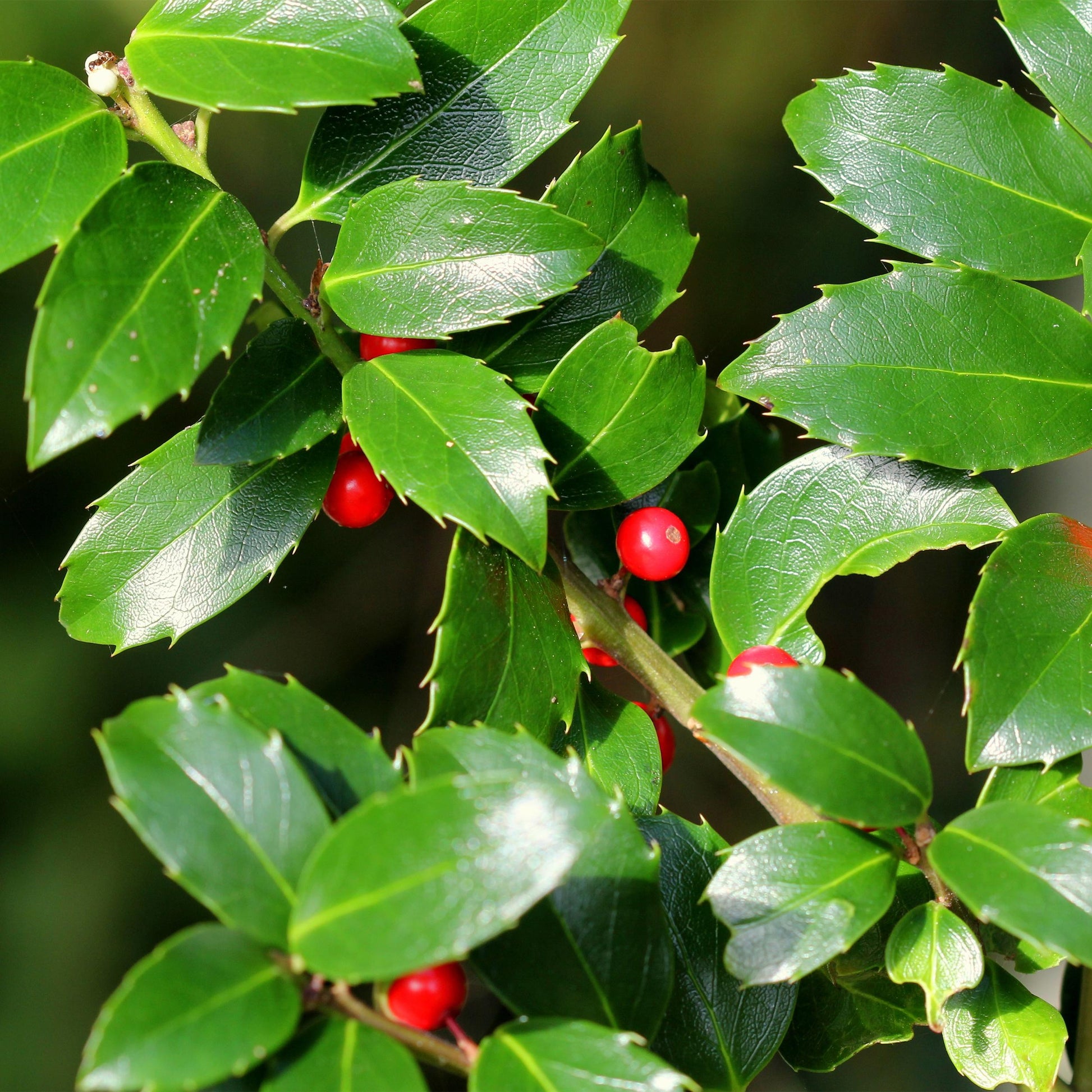 Greenboutiq - Stamm-Pflanze - Ilex Meserveae Blue Maid - Terrassenpflanze - Immergrün - Winterhart - Rote Beeren - Topf 19Cm Höhe 90Cm