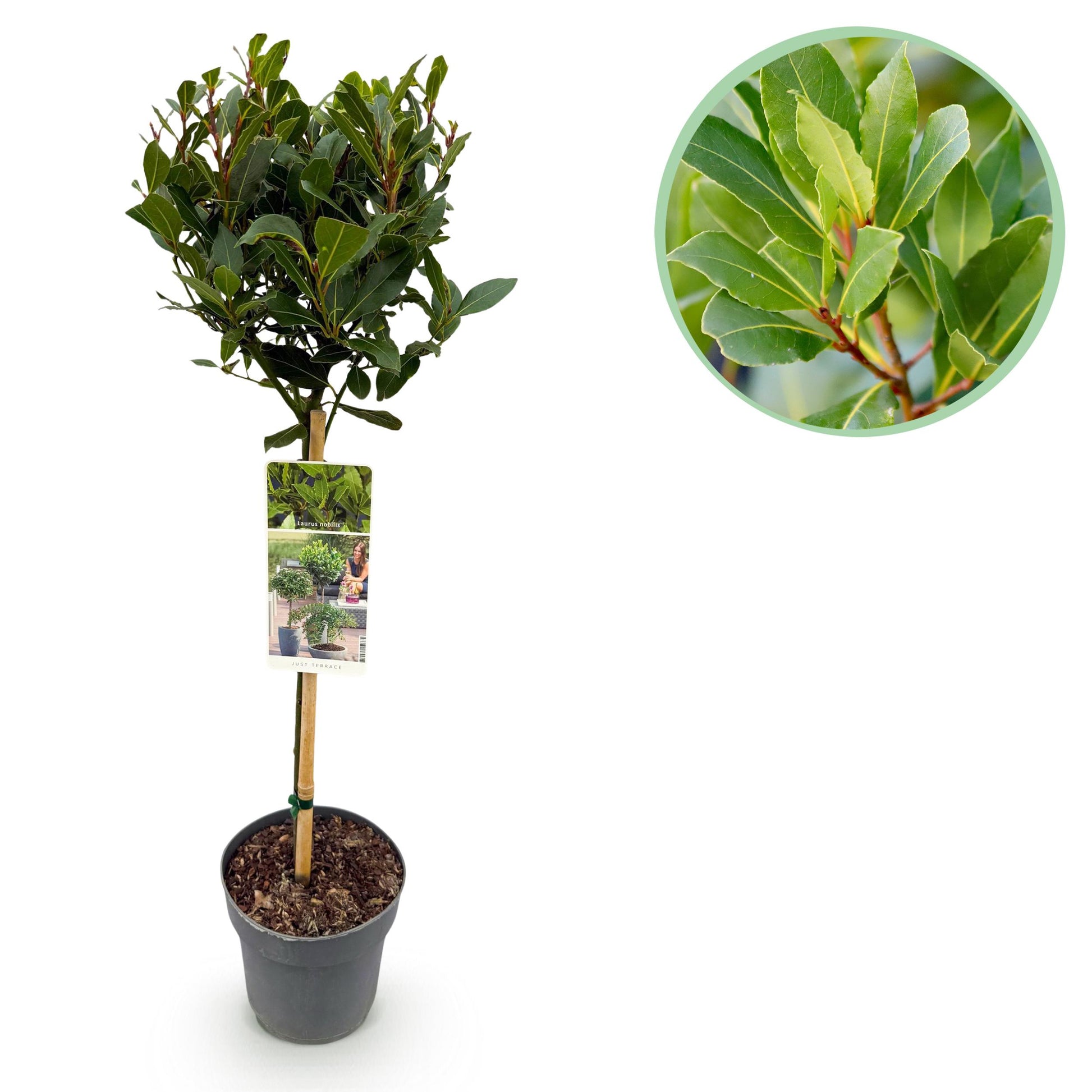 Greenboutiq - Stamm Pflanze - Laurus Nobilis - Terrassen Pflanze - Immergrün - Winterhart - Grünes Blatt - Topf 19Cm Höhe 90Cm