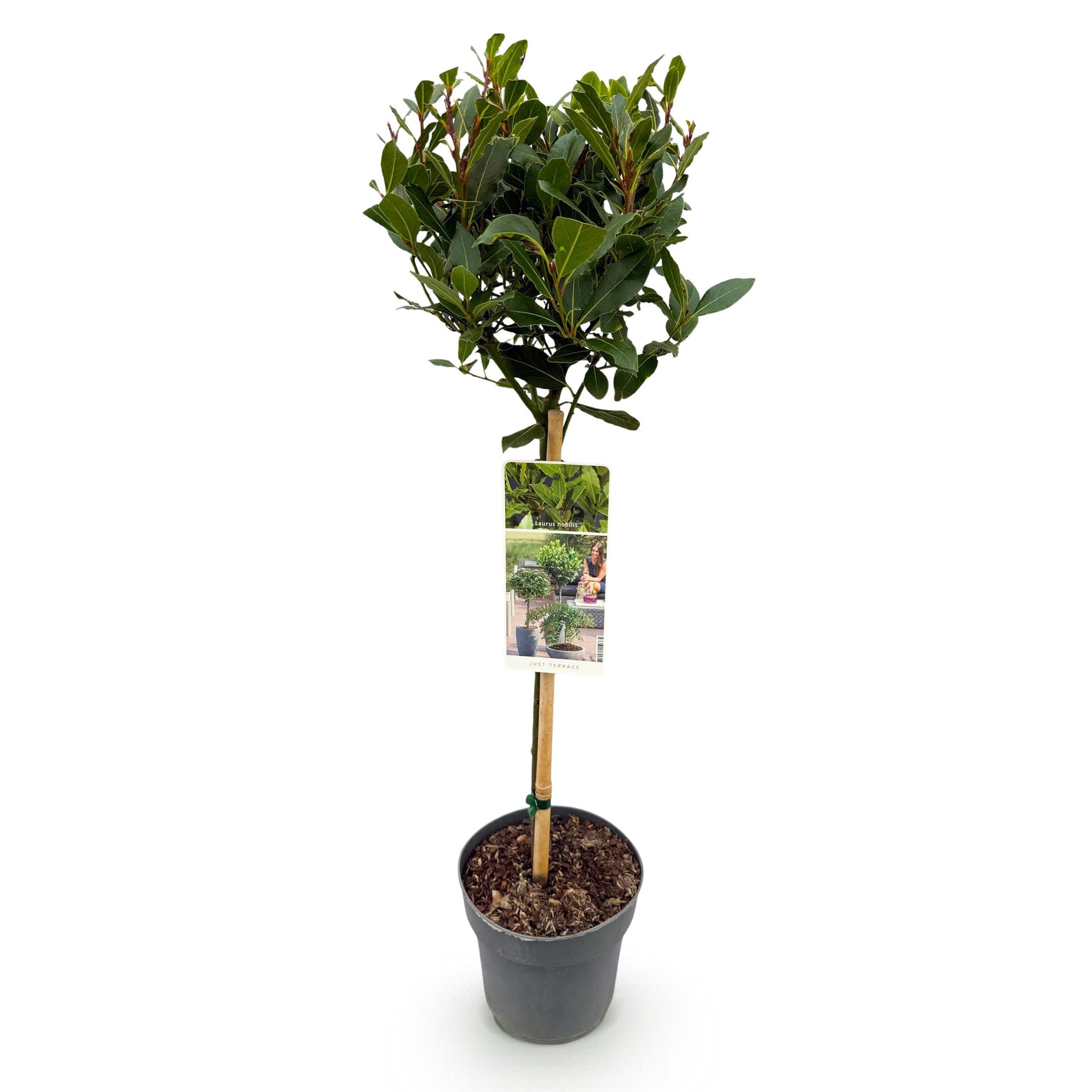 Greenboutiq - Stamm Pflanze - Laurus Nobilis - Terrassen Pflanze - Immergrün - Winterhart - Grünes Blatt - Topf 19Cm Höhe 90Cm