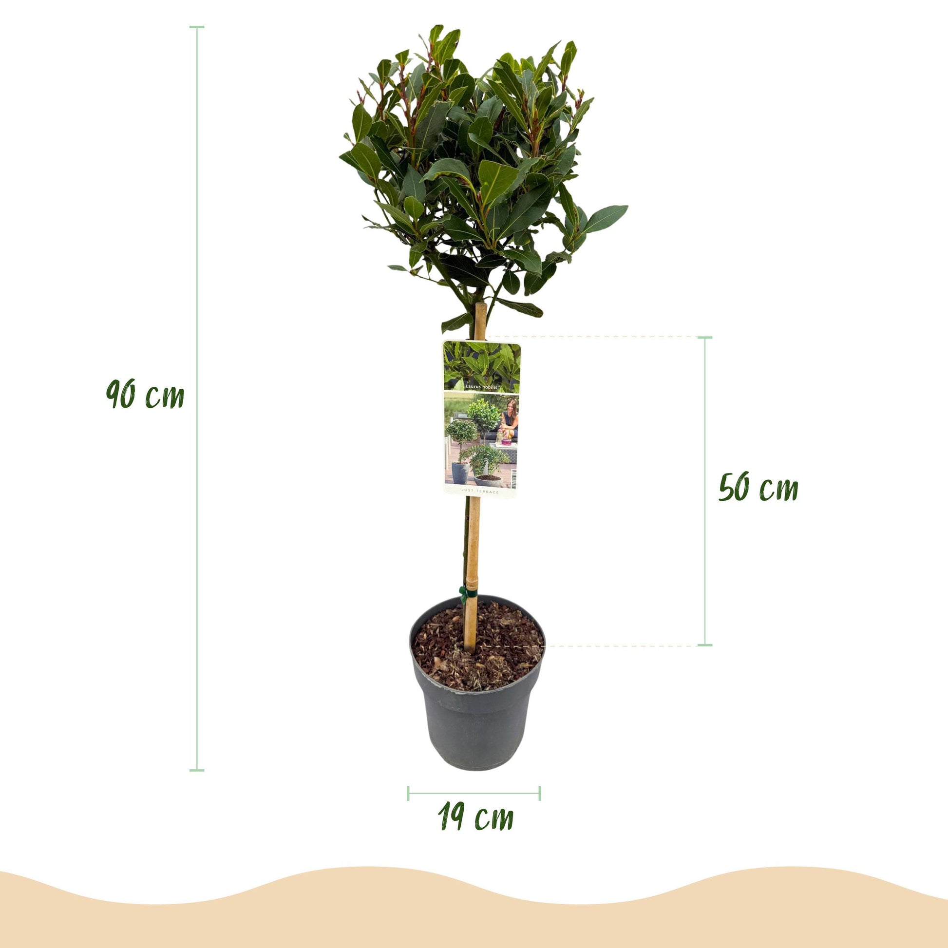 Greenboutiq - Stamm Pflanze - Laurus Nobilis - Terrassen Pflanze - Immergrün - Winterhart - Grünes Blatt - Topf 19Cm Höhe 90Cm