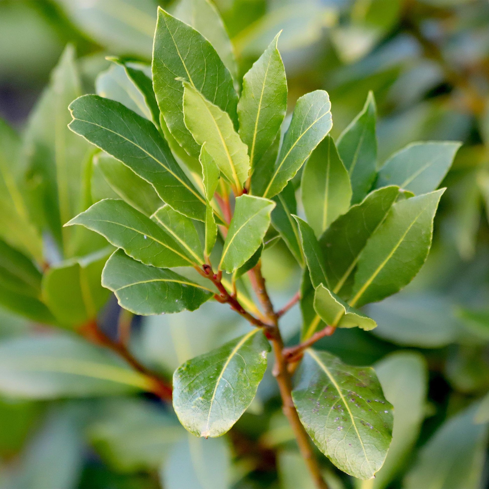 Greenboutiq - Stamm Pflanze - Laurus Nobilis - Terrassen Pflanze - Immergrün - Winterhart - Grünes Blatt - Topf 19Cm Höhe 90Cm