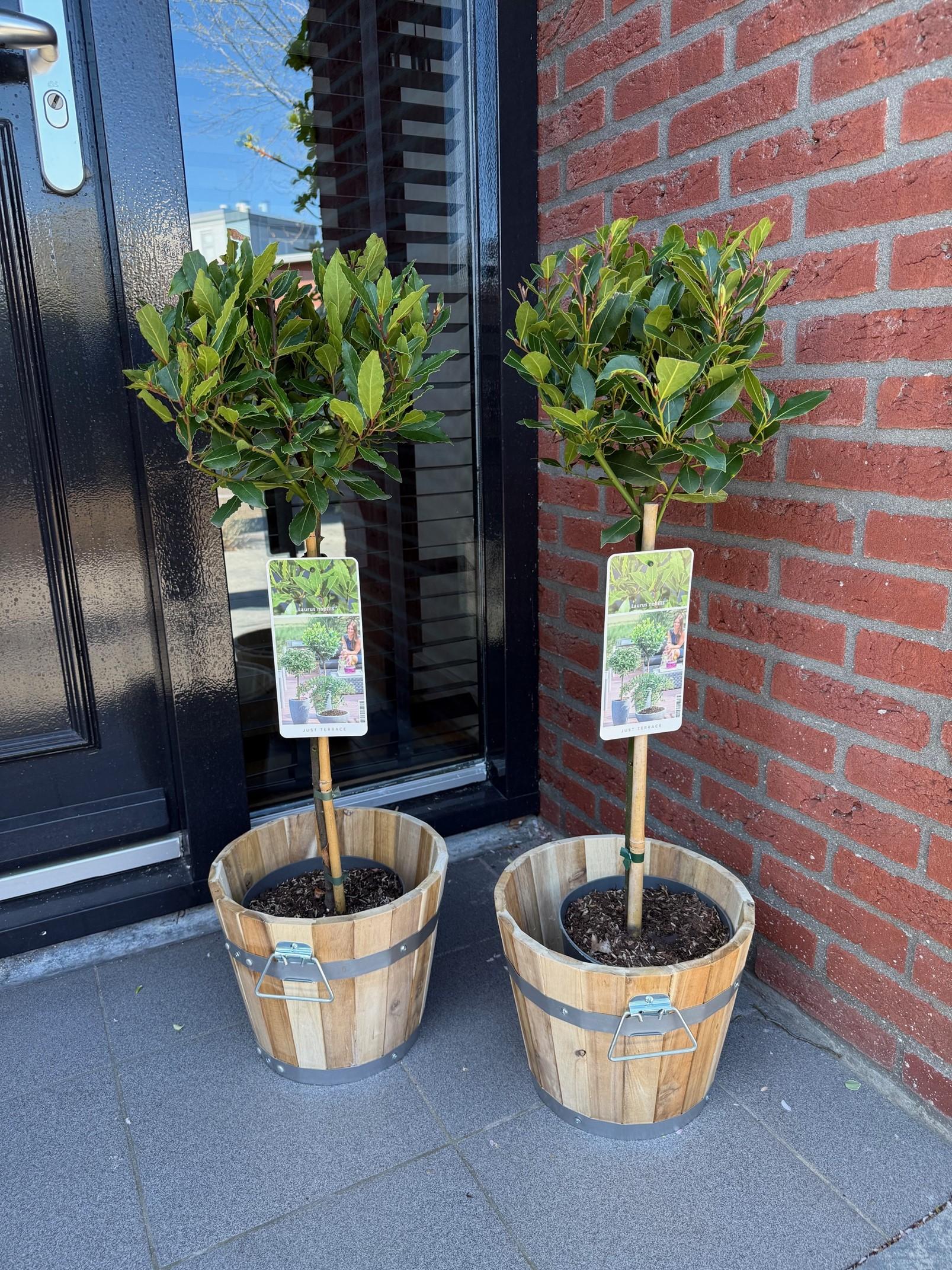 Greenboutiq - Stamm Pflanze - Laurus Nobilis - Terrassen Pflanze - Immergrün - Winterhart - Grünes Blatt - Topf 19Cm Höhe 90Cm