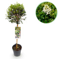 Greenboutiq - Stamm Pflanze - Ligustrum Delavayanum - Terrassenpflanze - Immergrün - Winterhart - Grüne Blätter - Topf 19Cm Höhe 90Cm