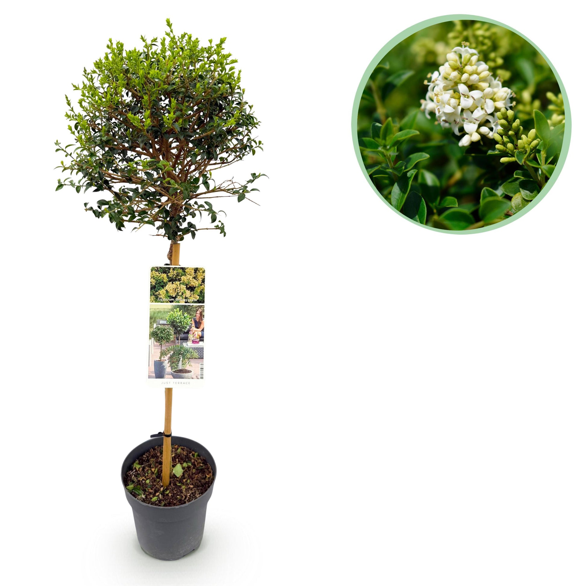 Greenboutiq - Stamm Pflanze - Ligustrum Delavayanum - Terrassenpflanze - Immergrün - Winterhart - Grüne Blätter - Topf 19Cm Höhe 90Cm