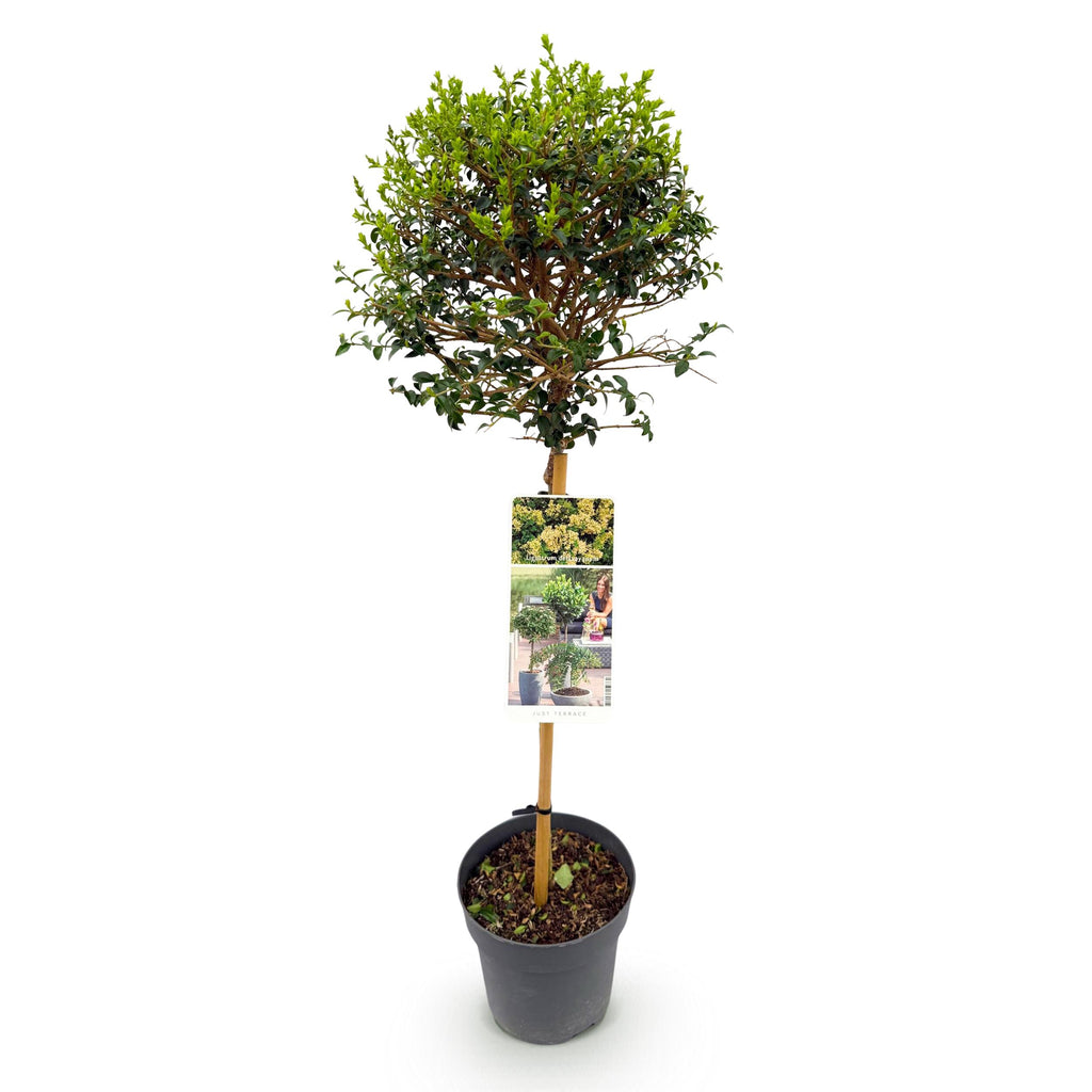 Greenboutiq - Stamm Pflanze - Ligustrum Delavayanum - Terrassenpflanze - Immergrün - Winterhart - Grüne Blätter - Topf 19Cm Höhe 90Cm