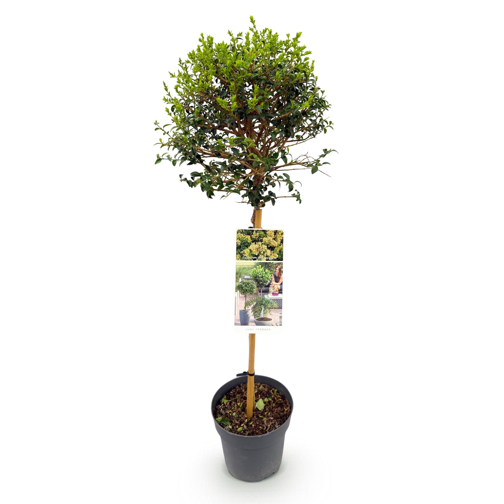 Greenboutiq - Stamm Pflanze - Ligustrum Delavayanum - Terrassenpflanze - Immergrün - Winterhart - Grüne Blätter - Topf 19Cm Höhe 90Cm