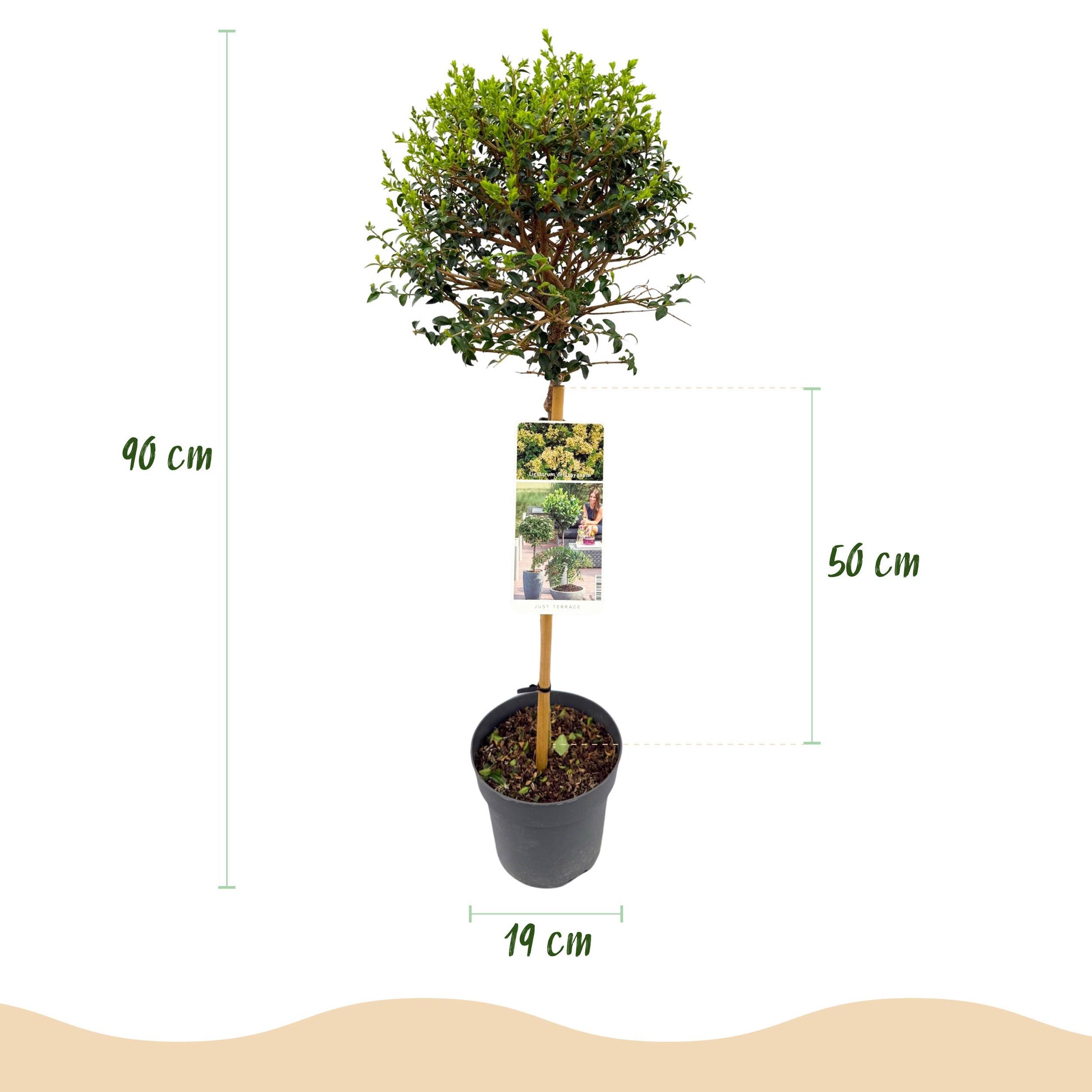 Greenboutiq - Stamm Pflanze - Ligustrum Delavayanum - Terrassenpflanze - Immergrün - Winterhart - Grüne Blätter - Topf 19Cm Höhe 90Cm