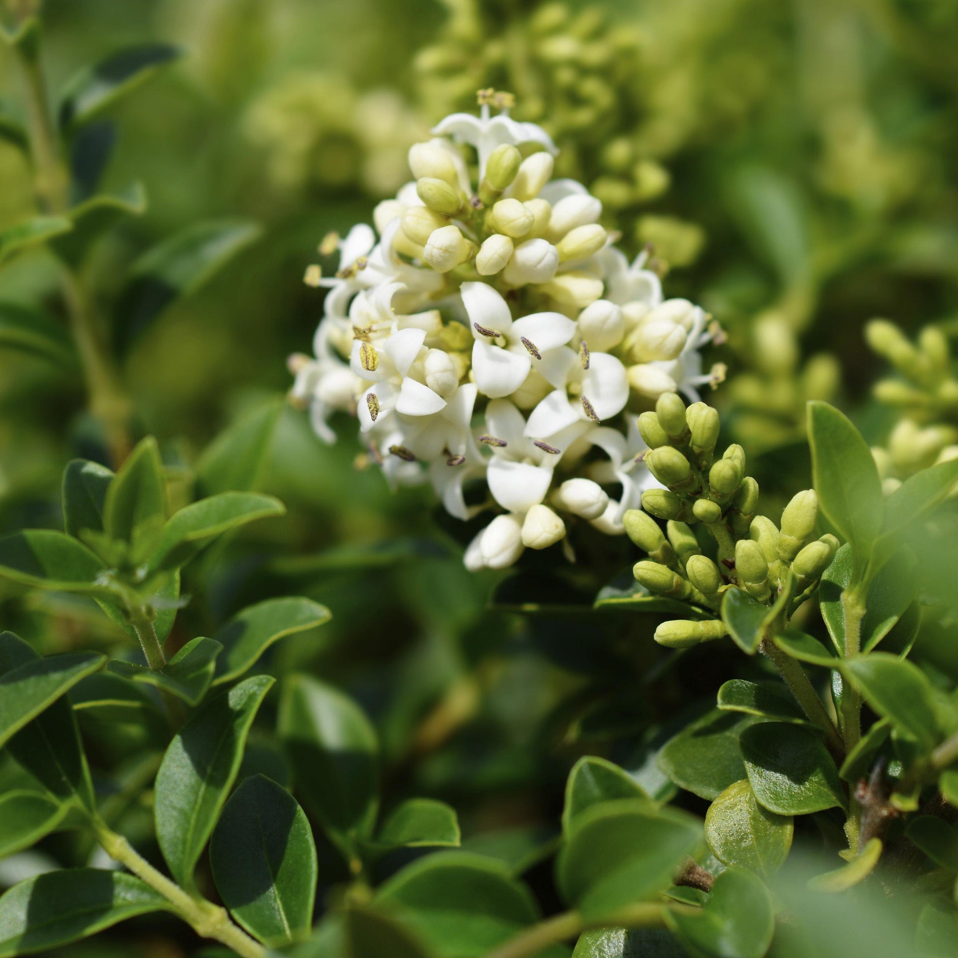 Greenboutiq - Stamm Pflanze - Ligustrum Delavayanum - Terrassenpflanze - Immergrün - Winterhart - Grüne Blätter - Topf 19Cm Höhe 90Cm