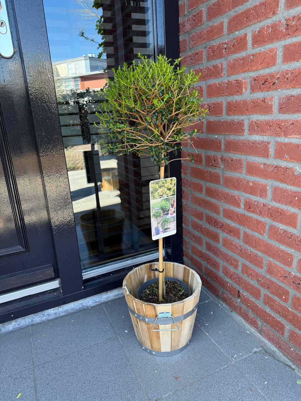 Greenboutiq - Stamm Pflanze - Ligustrum Delavayanum - Terrassenpflanze - Immergrün - Winterhart - Grüne Blätter - Topf 19Cm Höhe 90Cm