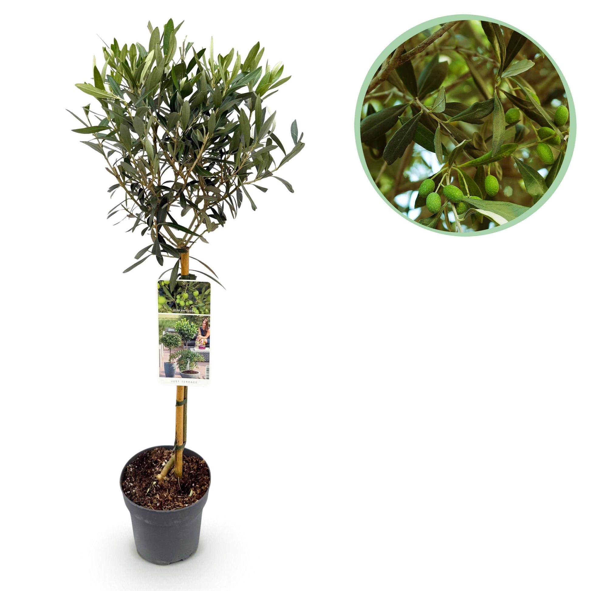 Greenboutiq - Stamm Pflanze - Olea Europaea - Terrassen Pflanze - Immergrün - Winterhart - Olivenfarbenes Blatt - Topf 19Cm Höhe 90Cm