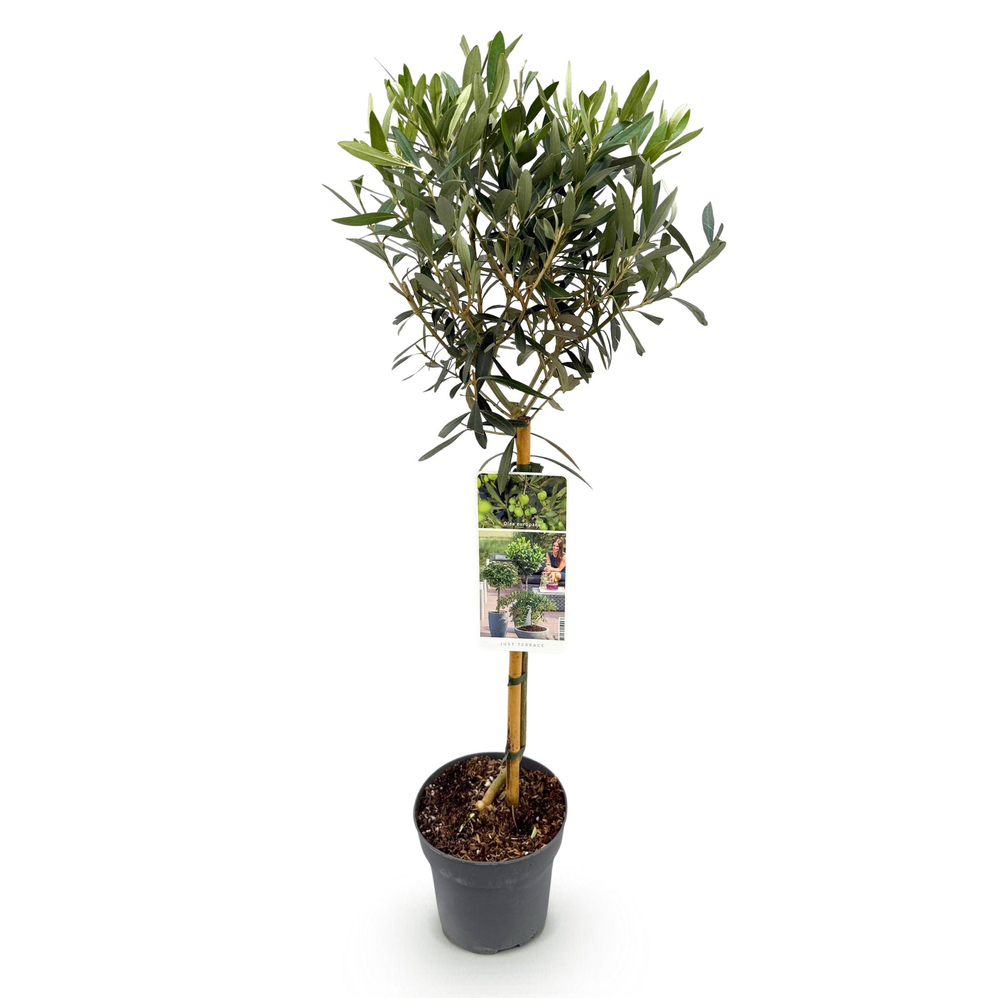 Greenboutiq - Stamm Pflanze - Olea Europaea - Terrassen Pflanze - Immergrün - Winterhart - Olivenfarbenes Blatt - Topf 19Cm Höhe 90Cm