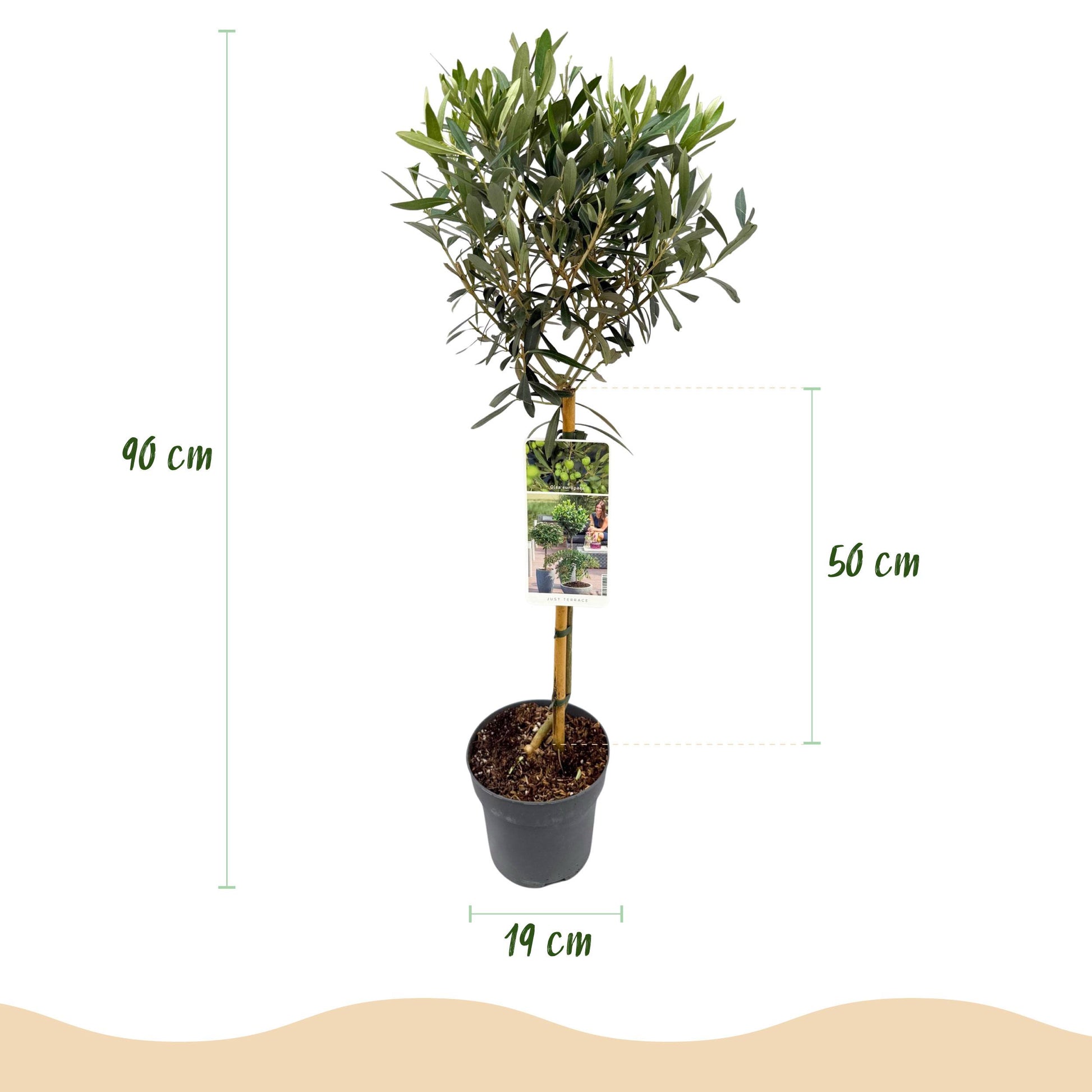 Greenboutiq - Stamm Pflanze - Olea Europaea - Terrassen Pflanze - Immergrün - Winterhart - Olivenfarbenes Blatt - Topf 19Cm Höhe 90Cm