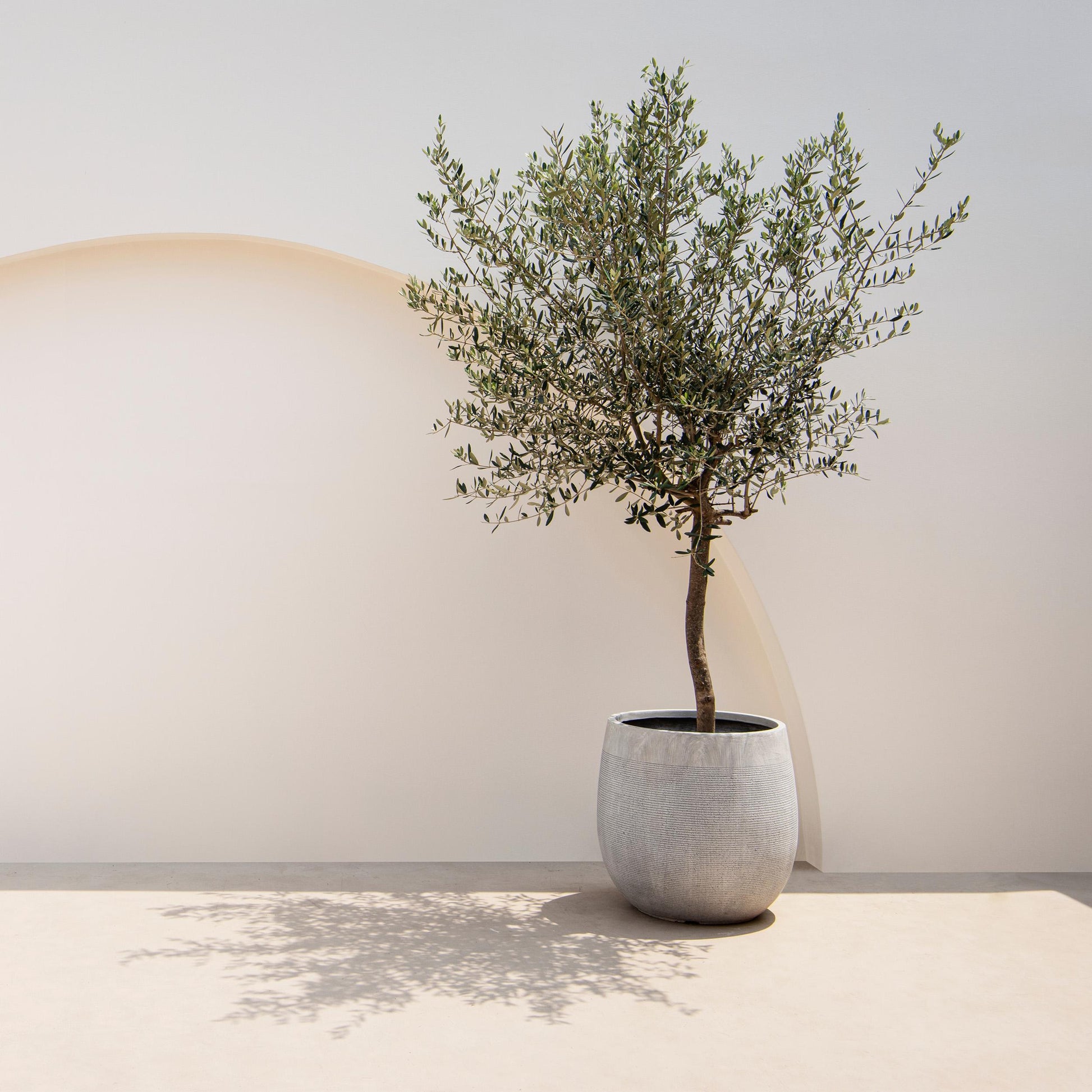 Greenboutiq - Stamm Pflanze - Olea Europaea - Terrassen Pflanze - Immergrün - Winterhart - Olivenfarbenes Blatt - Topf 19Cm Höhe 90Cm