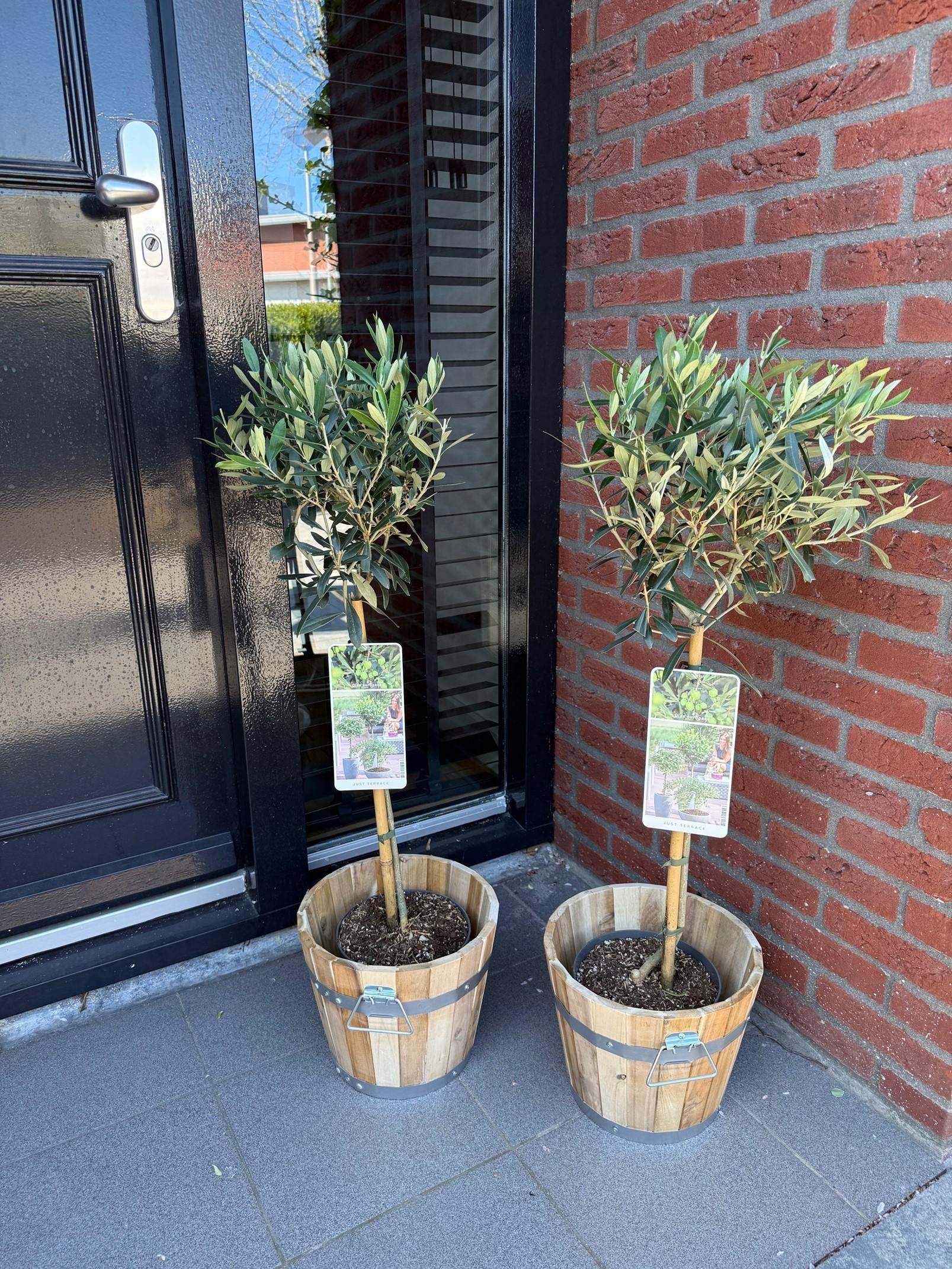 Greenboutiq - Stamm Pflanze - Olea Europaea - Terrassen Pflanze - Immergrün - Winterhart - Olivenfarbenes Blatt - Topf 19Cm Höhe 90Cm