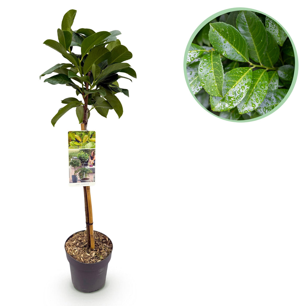 Greenboutiq - Stamm Pflanze - Prunus Laurocerasus Etna® - Terrassen Pflanze - Immergrün - Winterhart - Grünes Blatt - Topf 19Cm Höhe 90Cm