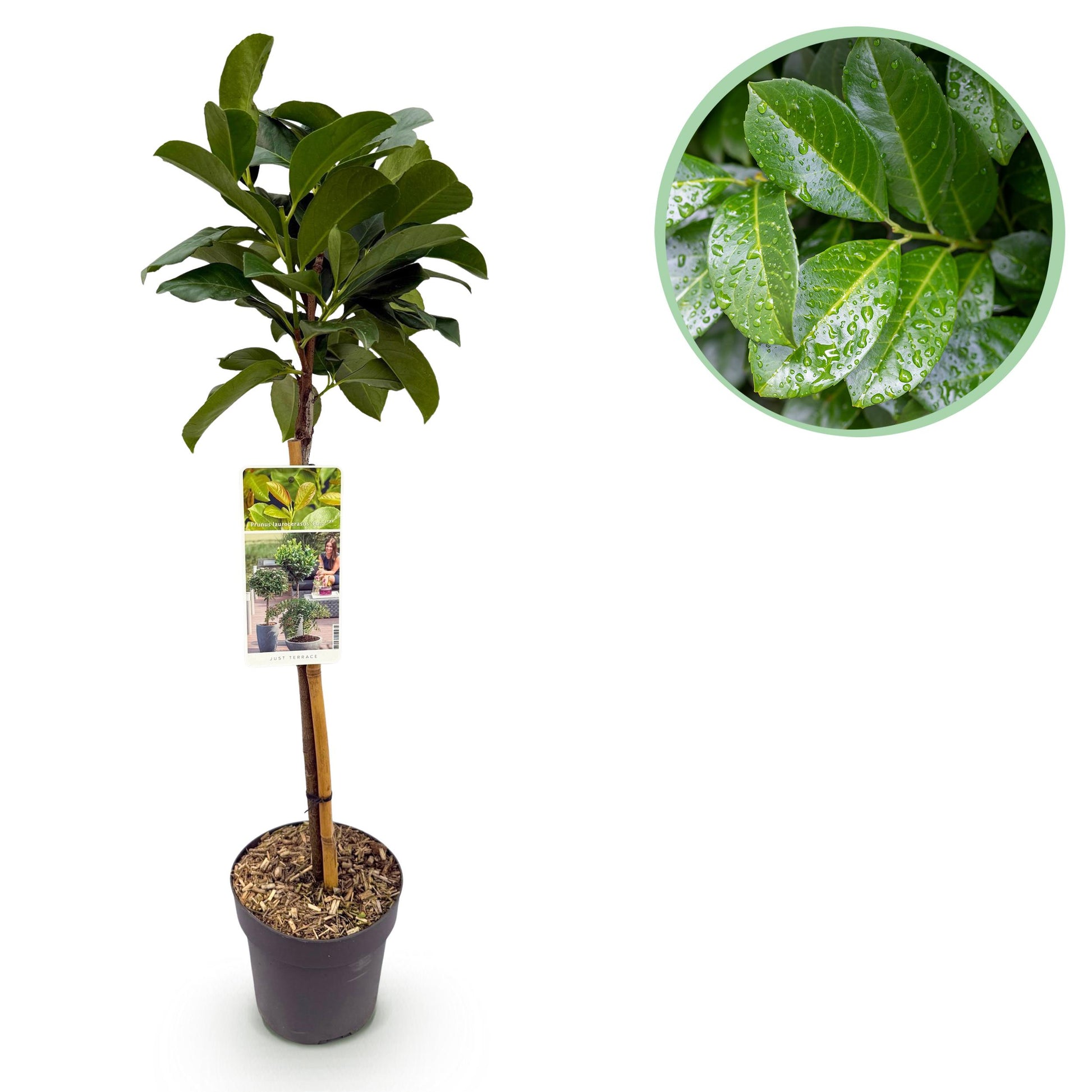 Greenboutiq - Stamm Pflanze - Prunus Laurocerasus Etna® - Terrassen Pflanze - Immergrün - Winterhart - Grünes Blatt - Topf 19Cm Höhe 90Cm