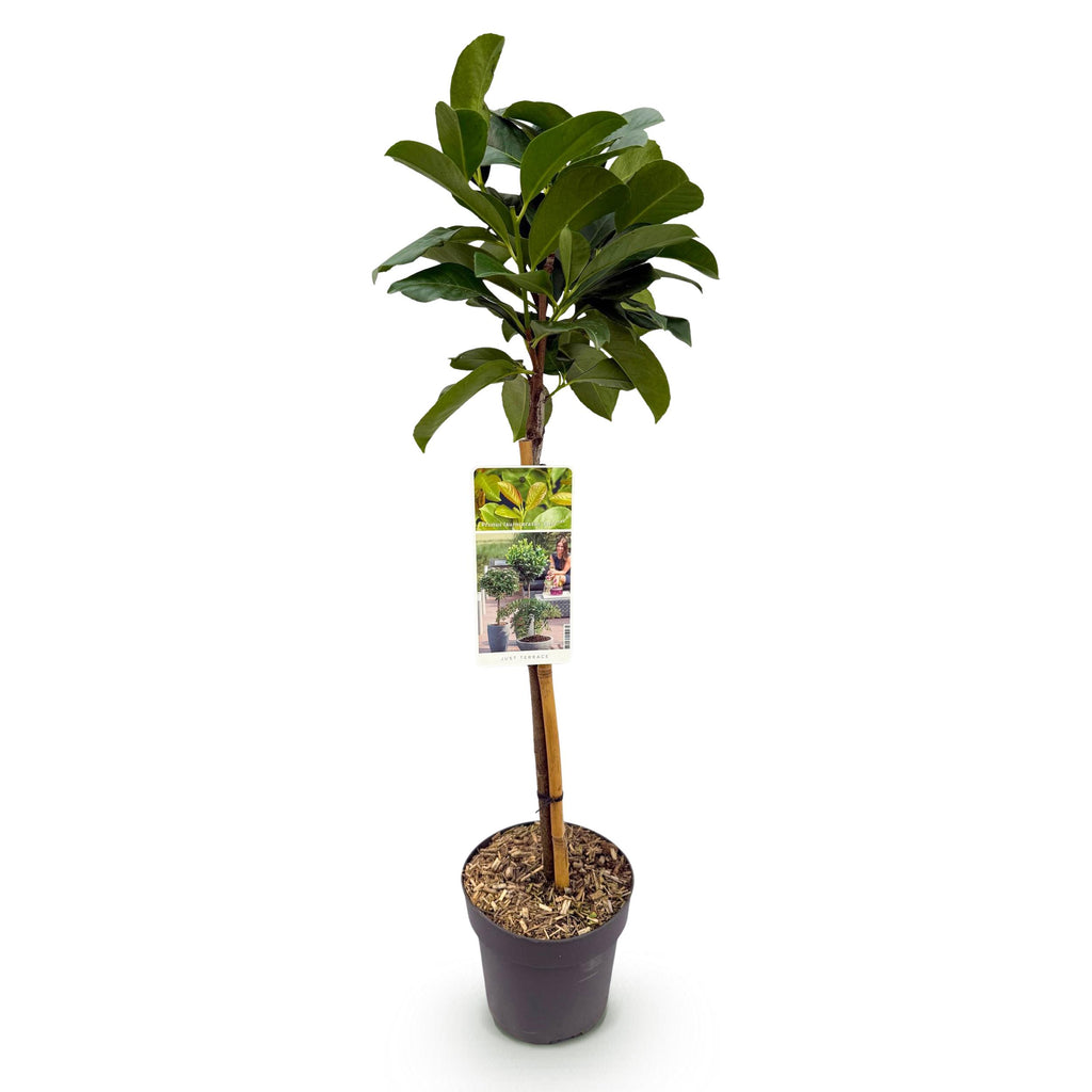Greenboutiq - Stamm Pflanze - Prunus Laurocerasus Etna® - Terrassen Pflanze - Immergrün - Winterhart - Grünes Blatt - Topf 19Cm Höhe 90Cm
