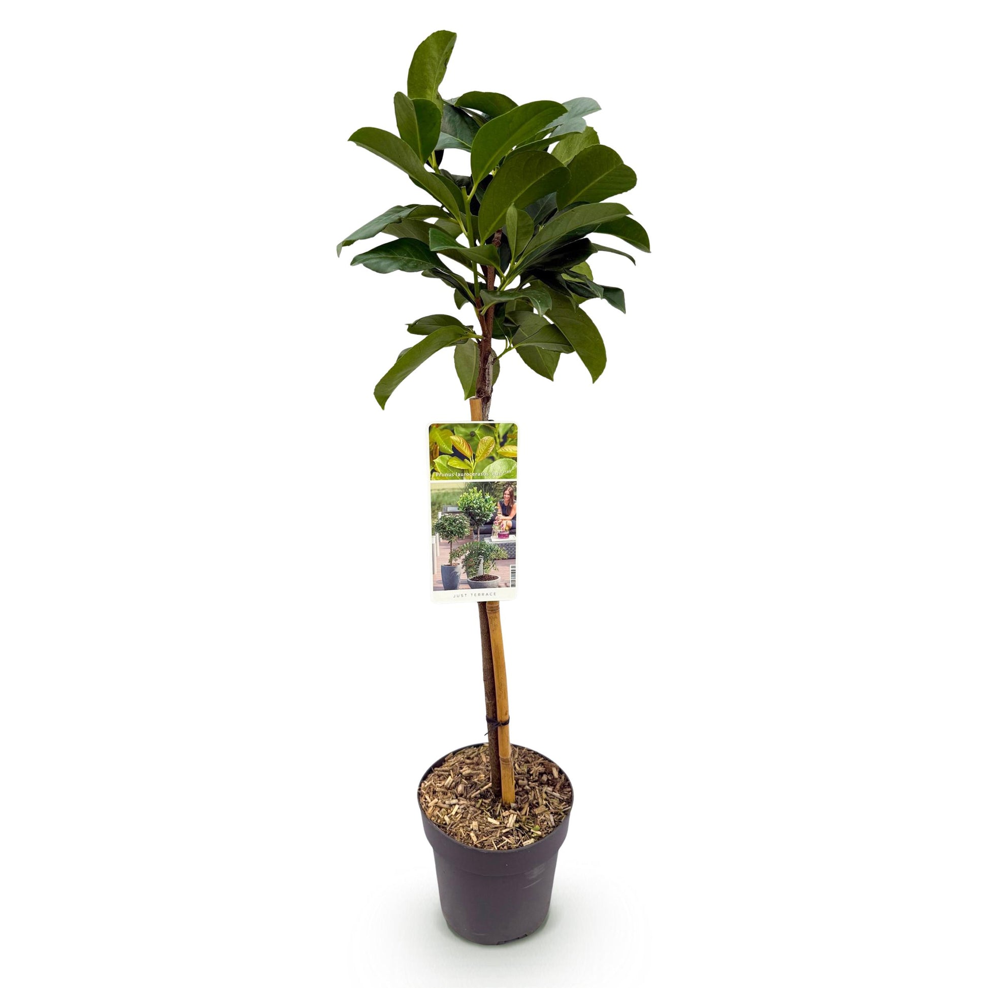 Greenboutiq - Stamm Pflanze - Prunus Laurocerasus Etna® - Terrassen Pflanze - Immergrün - Winterhart - Grünes Blatt - Topf 19Cm Höhe 90Cm