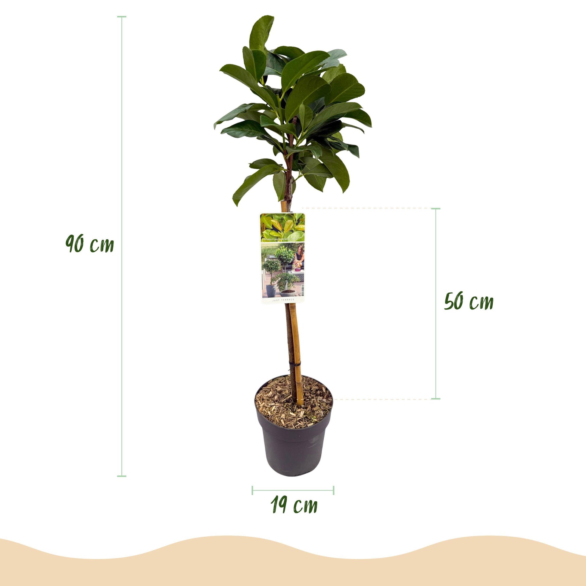Greenboutiq - Stamm Pflanze - Prunus Laurocerasus Etna® - Terrassen Pflanze - Immergrün - Winterhart - Grünes Blatt - Topf 19Cm Höhe 90Cm