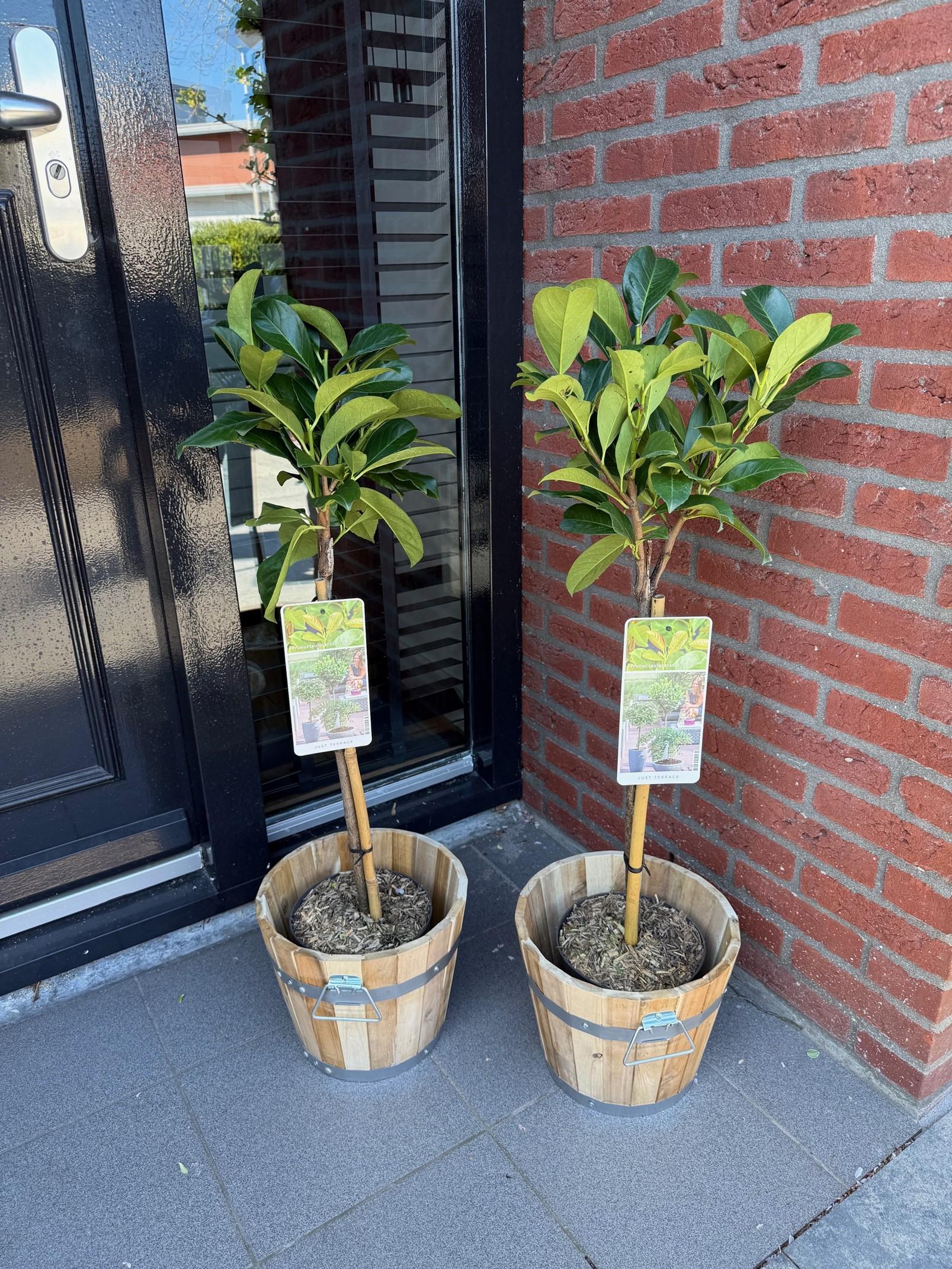 Greenboutiq - Stamm Pflanze - Prunus Laurocerasus Etna® - Terrassen Pflanze - Immergrün - Winterhart - Grünes Blatt - Topf 19Cm Höhe 90Cm