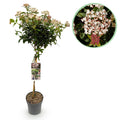 Greenboutiq - Stamm Pflanze - Viburnum Tinus - Terrassen Pflanze - Immergrün - Winterhart - Weiß-Rosa Blüte - Topf 19Cm Höhe 90Cm