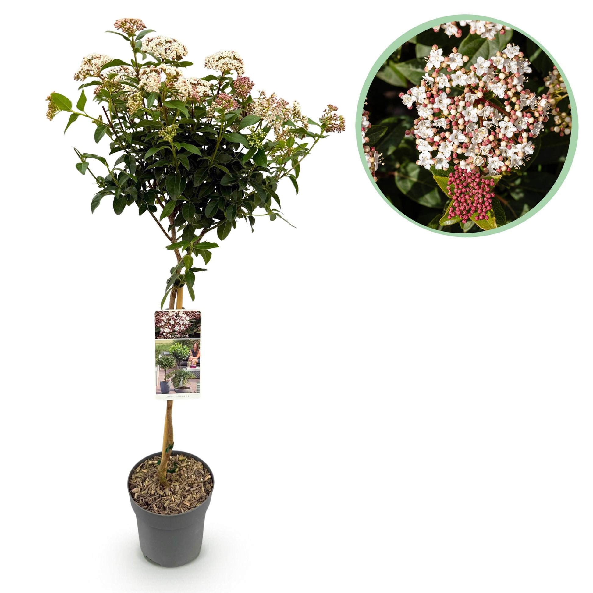 Greenboutiq - Stamm Pflanze - Viburnum Tinus - Terrassen Pflanze - Immergrün - Winterhart - Weiß-Rosa Blüte - Topf 19Cm Höhe 90Cm