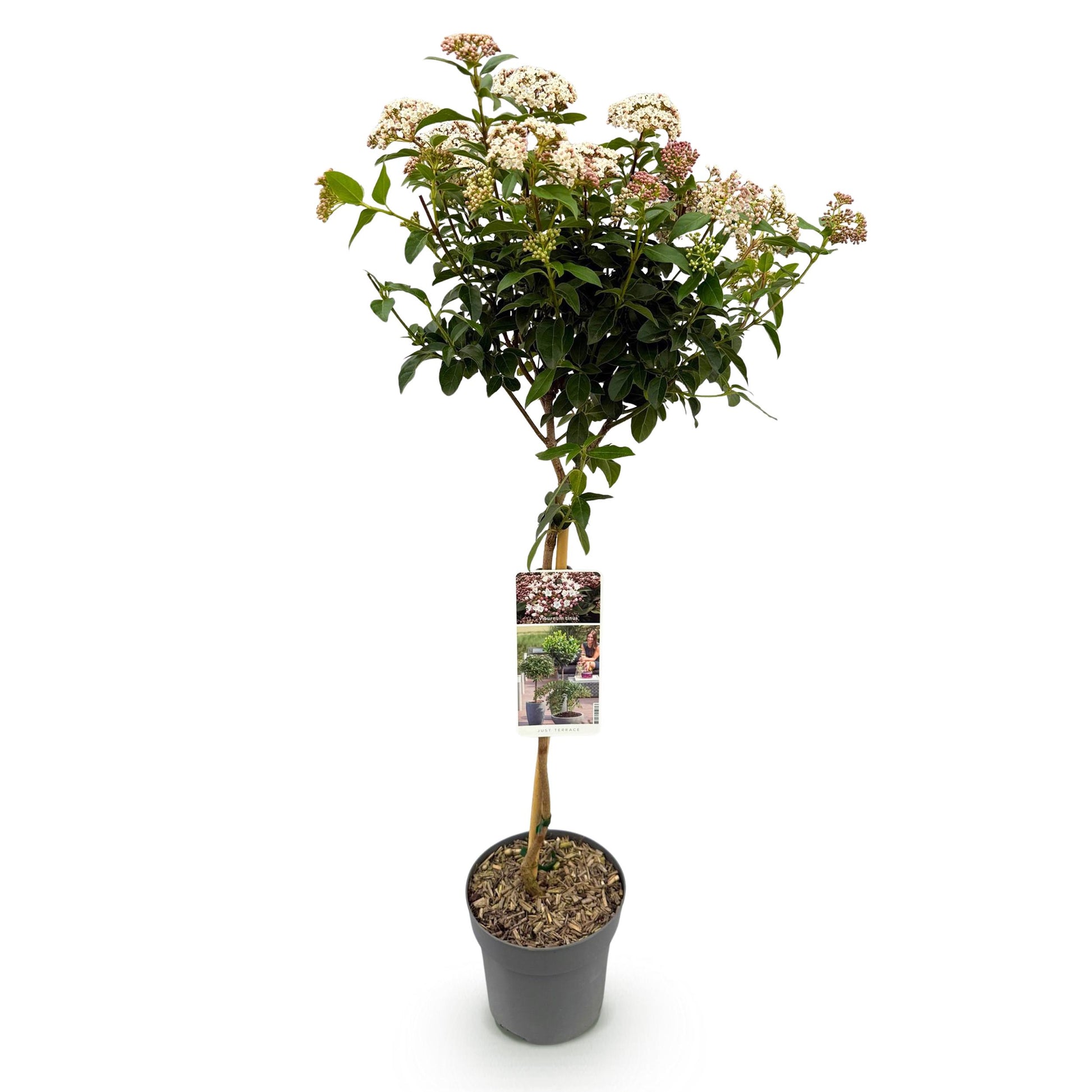 Greenboutiq - Stamm Pflanze - Viburnum Tinus - Terrassen Pflanze - Immergrün - Winterhart - Weiß-Rosa Blüte - Topf 19Cm Höhe 90Cm