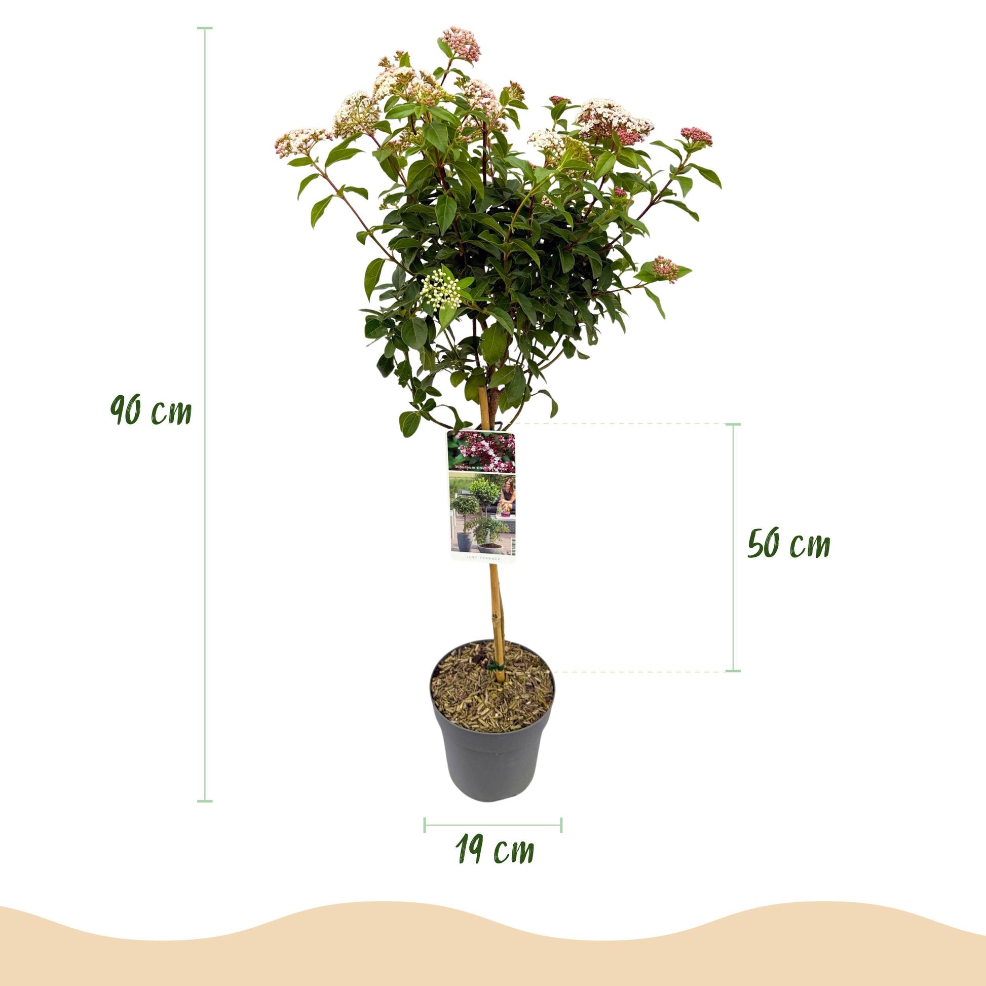 Greenboutiq - Stamm Pflanze - Viburnum Tinus - Terrassen Pflanze - Immergrün - Winterhart - Weiß-Rosa Blüte - Topf 19Cm Höhe 90Cm