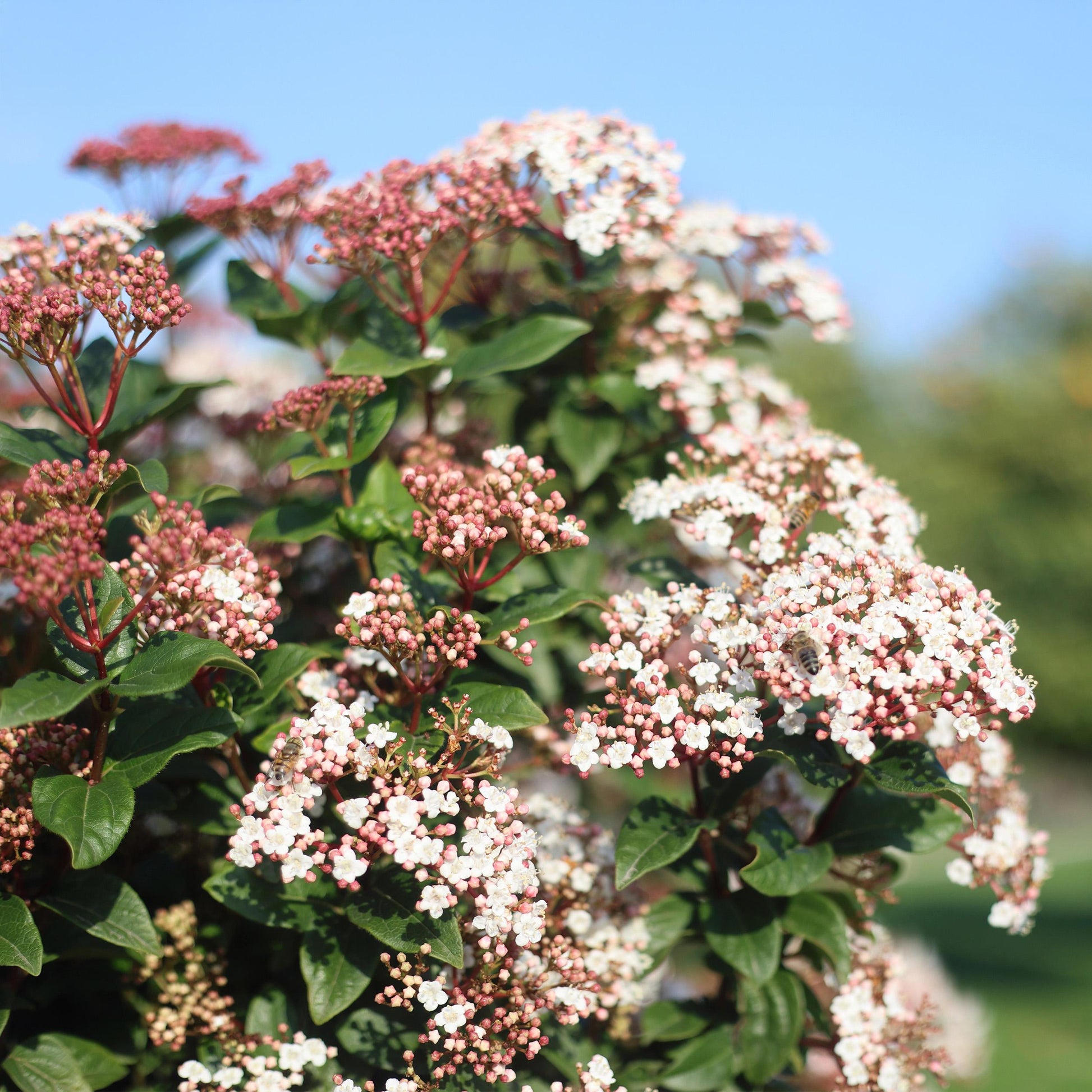 Greenboutiq - Stamm Pflanze - Viburnum Tinus - Terrassen Pflanze - Immergrün - Winterhart - Weiß-Rosa Blüte - Topf 19Cm Höhe 90Cm