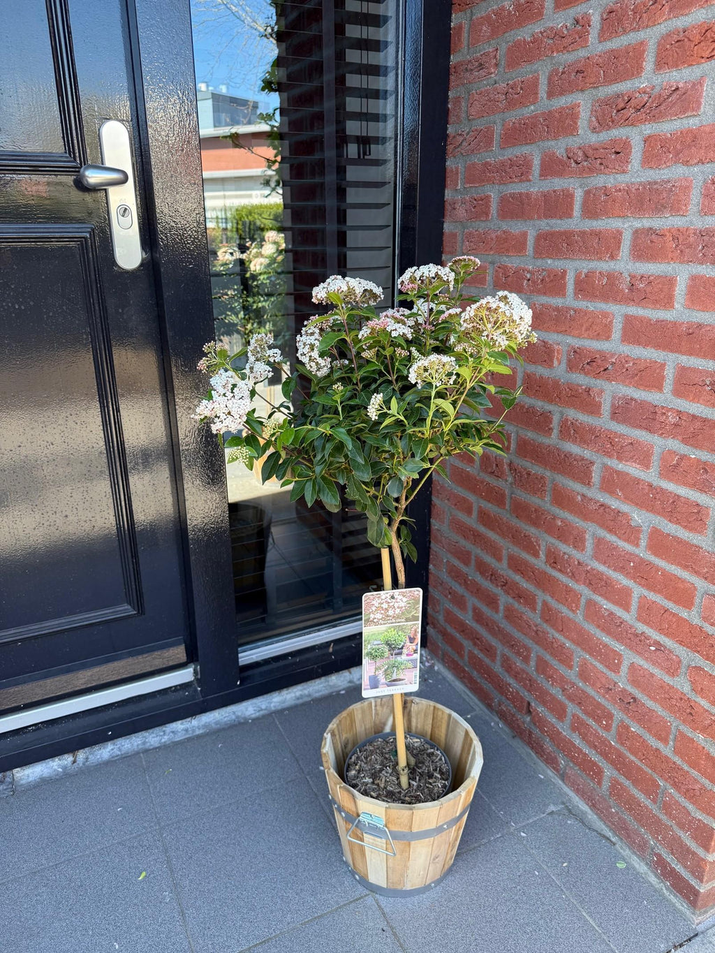 Greenboutiq - Stamm Pflanze - Viburnum Tinus - Terrassen Pflanze - Immergrün - Winterhart - Weiß-Rosa Blüte - Topf 19Cm Höhe 90Cm