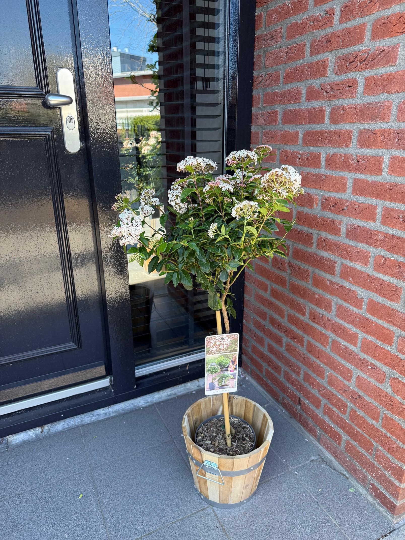Greenboutiq - Stamm Pflanze - Viburnum Tinus - Terrassen Pflanze - Immergrün - Winterhart - Weiß-Rosa Blüte - Topf 19Cm Höhe 90Cm