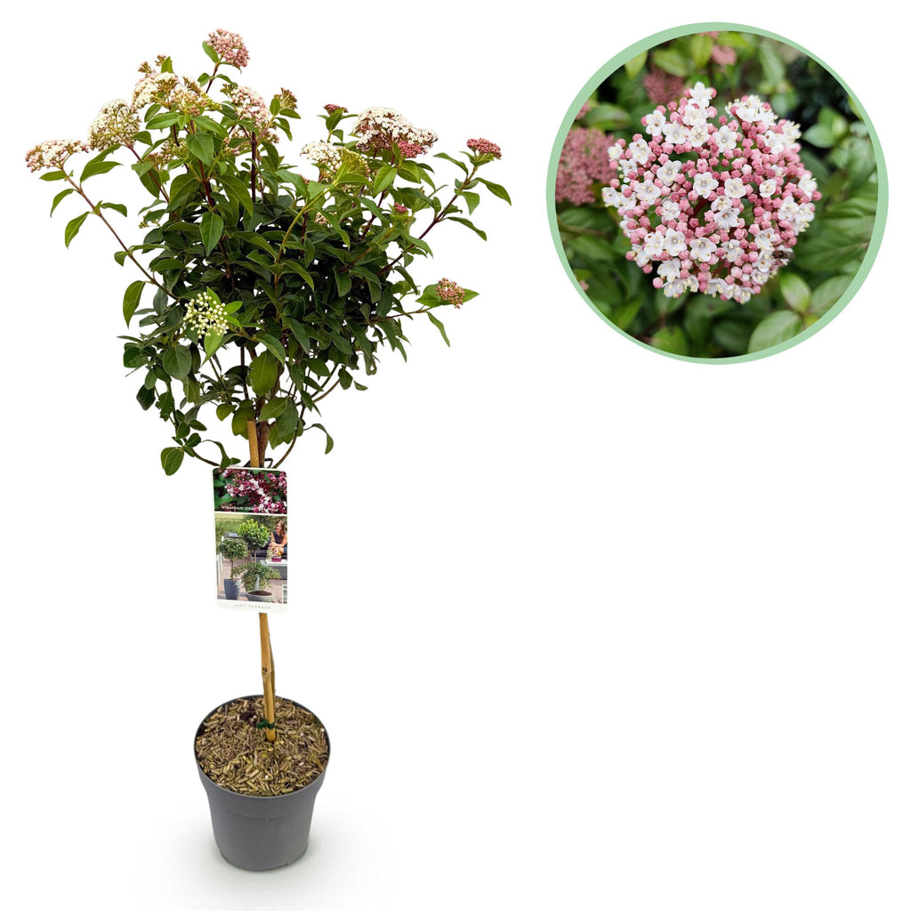 Greenboutiq - Stamm-Pflanze - Viburnum Tinus Eve Price - Terrassenpflanze - Immergrün - Winterhart - Weiß-Rosa Blüte - Topf 19Cm Höhe 90Cm