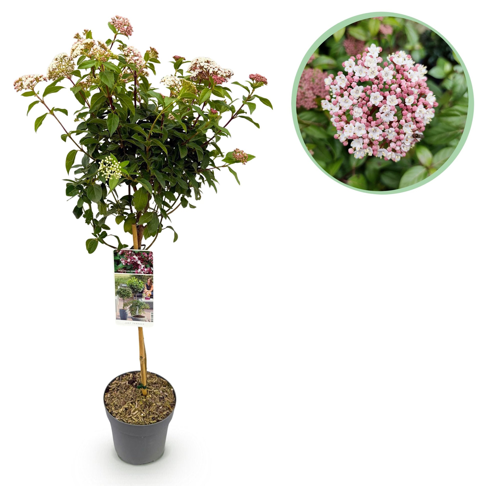 Greenboutiq - Stamm-Pflanze - Viburnum Tinus Eve Price - Terrassenpflanze - Immergrün - Winterhart - Weiß-Rosa Blüte - Topf 19Cm Höhe 90Cm