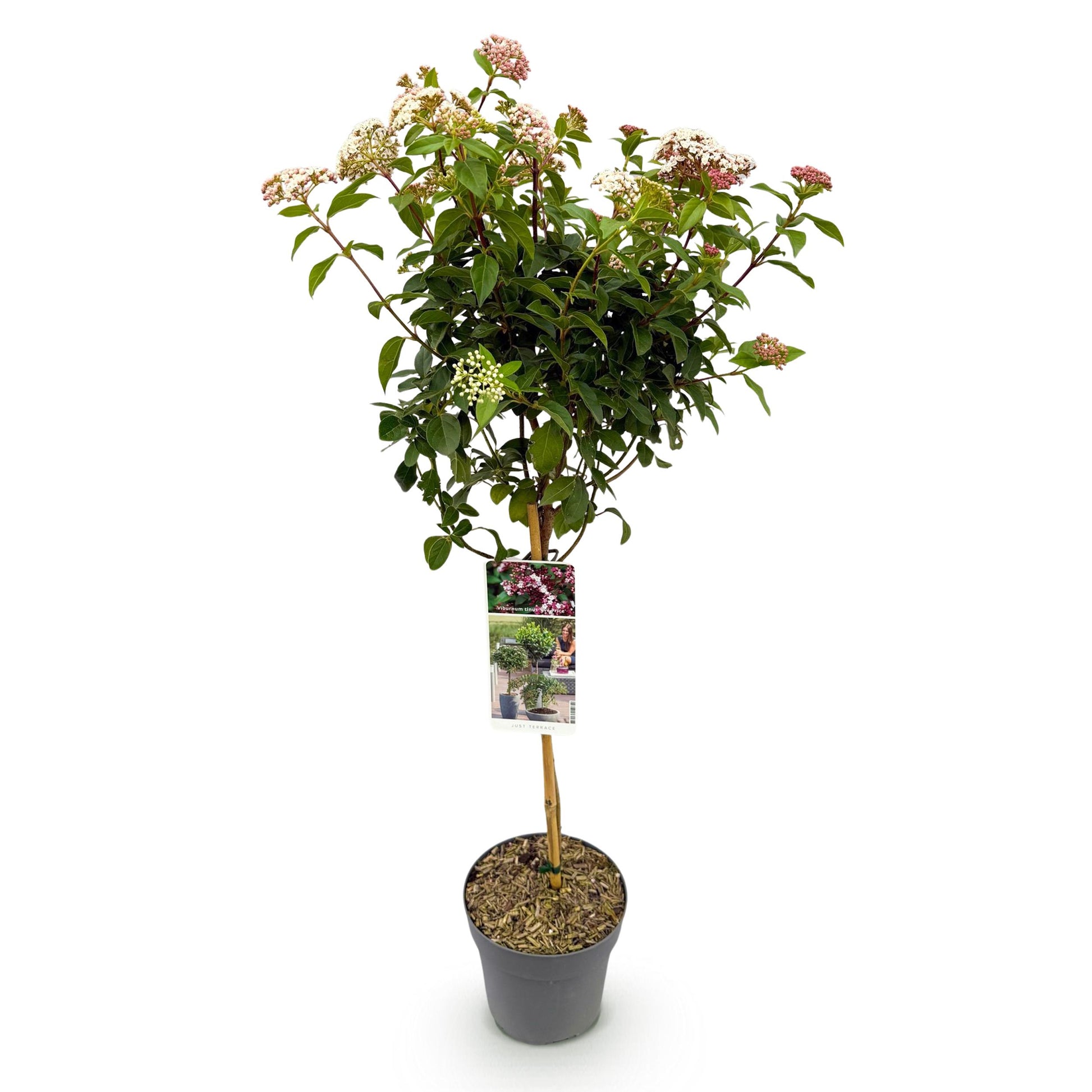 Greenboutiq - Stamm-Pflanze - Viburnum Tinus Eve Price - Terrassenpflanze - Immergrün - Winterhart - Weiß-Rosa Blüte - Topf 19Cm Höhe 90Cm