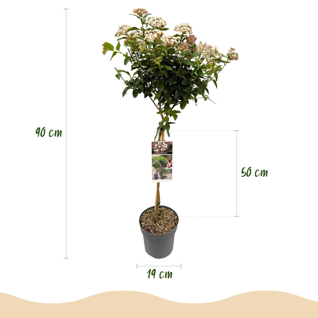 Greenboutiq - Stamm-Pflanze - Viburnum Tinus Eve Price - Terrassenpflanze - Immergrün - Winterhart - Weiß-Rosa Blüte - Topf 19Cm Höhe 90Cm