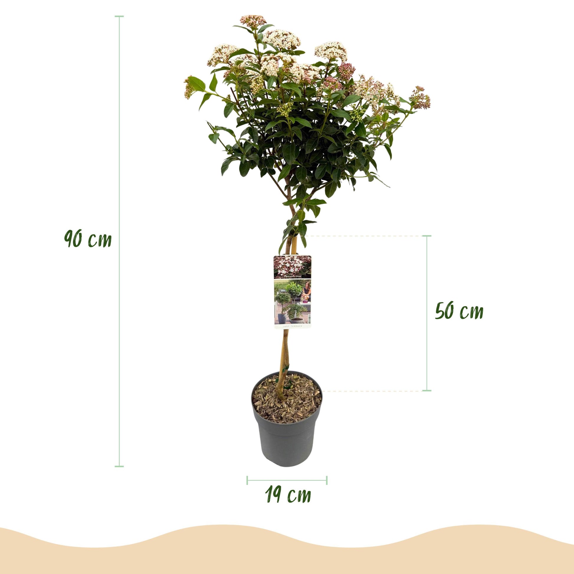 Greenboutiq - Stamm-Pflanze - Viburnum Tinus Eve Price - Terrassenpflanze - Immergrün - Winterhart - Weiß-Rosa Blüte - Topf 19Cm Höhe 90Cm