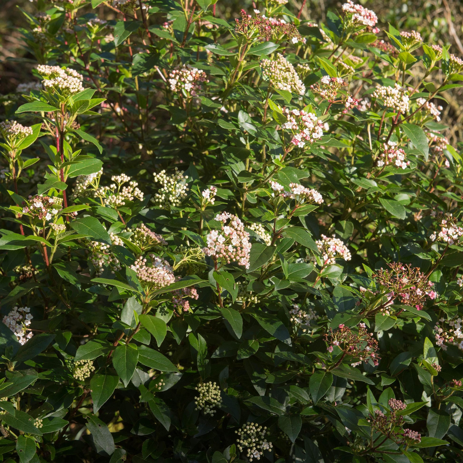 Greenboutiq - Stamm-Pflanze - Viburnum Tinus Eve Price - Terrassenpflanze - Immergrün - Winterhart - Weiß-Rosa Blüte - Topf 19Cm Höhe 90Cm