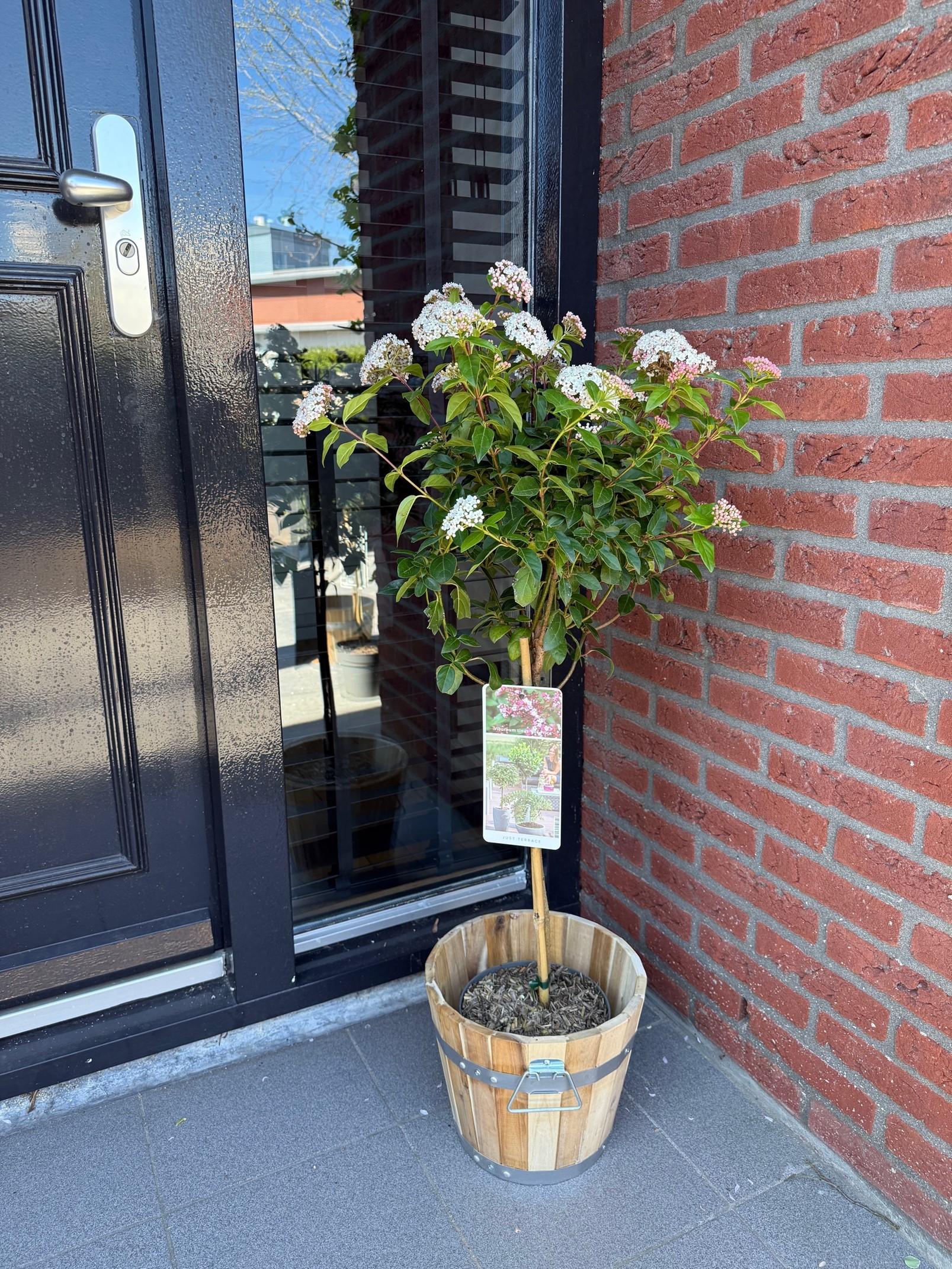 Greenboutiq - Stamm-Pflanze - Viburnum Tinus Eve Price - Terrassenpflanze - Immergrün - Winterhart - Weiß-Rosa Blüte - Topf 19Cm Höhe 90Cm