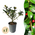 Greenboutiq - Heckenpflanzen - Ilex Blue Maid - Blatt Grün - 8 Pflanzen - 1 Laufender Meter - Immergrün - Topf 9Cm Höhe 25-30Cm