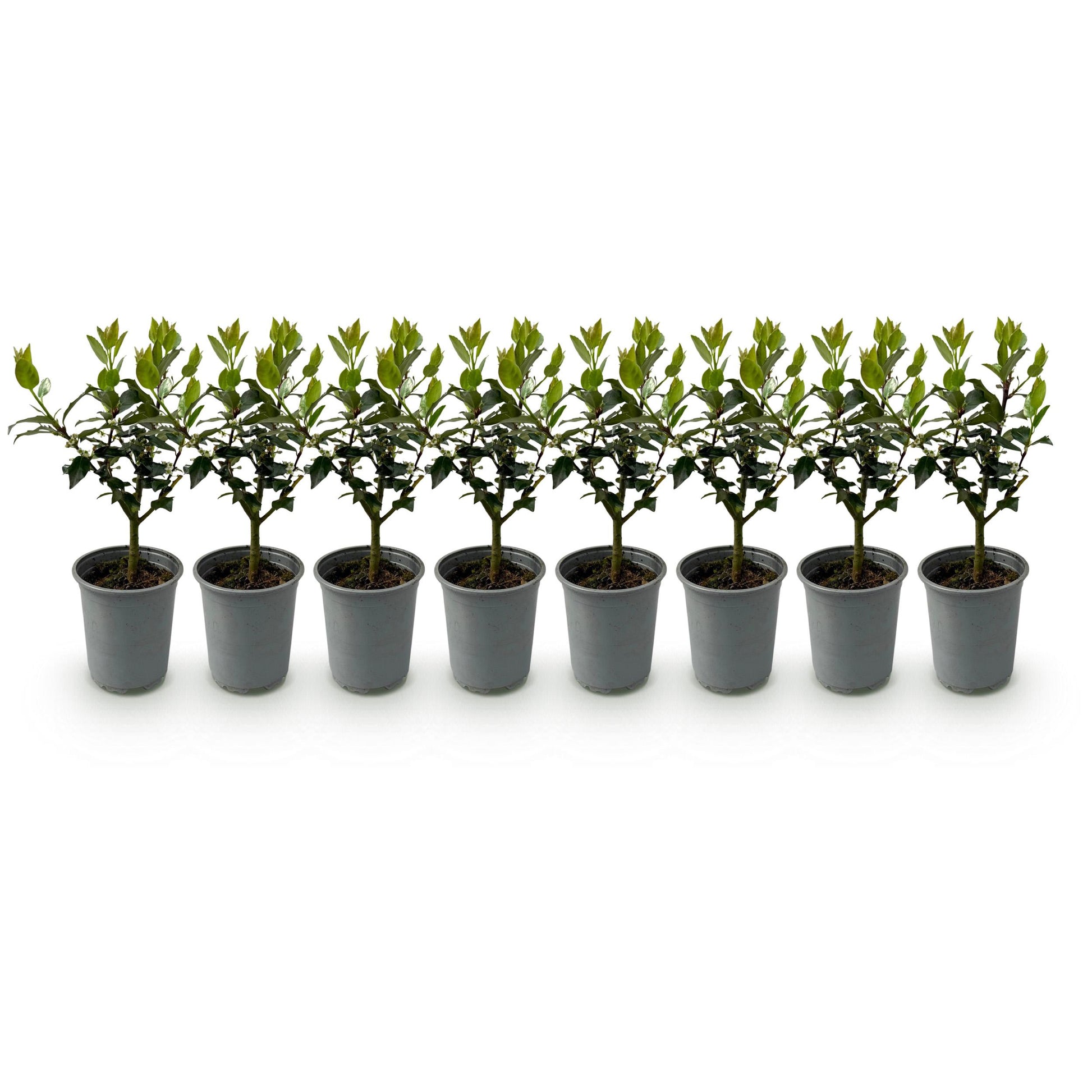 Greenboutiq - Heckenpflanzen - Ilex Blue Maid - Blatt Grün - 8 Pflanzen - 1 Laufender Meter - Immergrün - Topf 9Cm Höhe 25-30Cm
