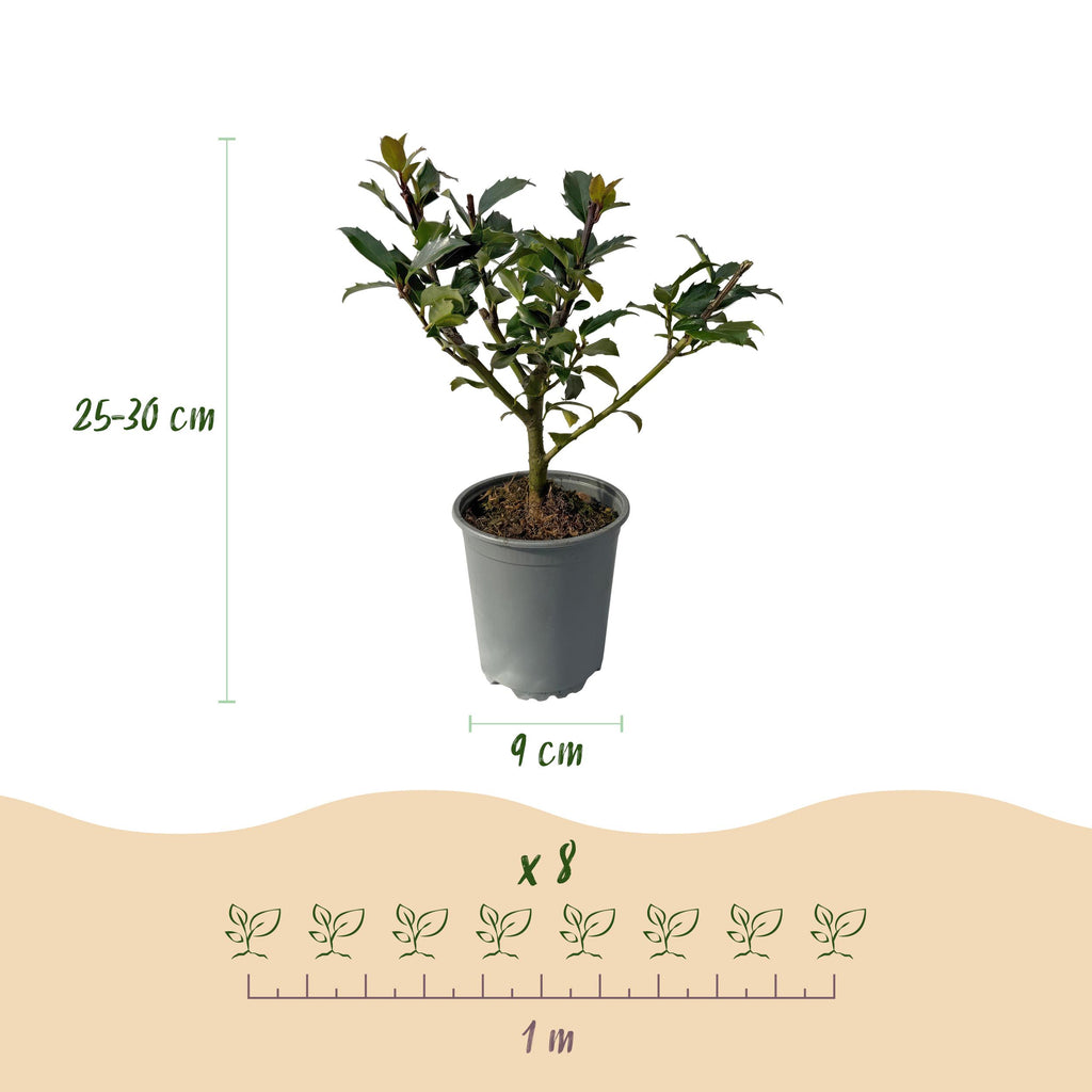Greenboutiq - Heckenpflanzen - Ilex Blue Maid - Blatt Grün - 8 Pflanzen - 1 Laufender Meter - Immergrün - Topf 9Cm Höhe 25-30Cm