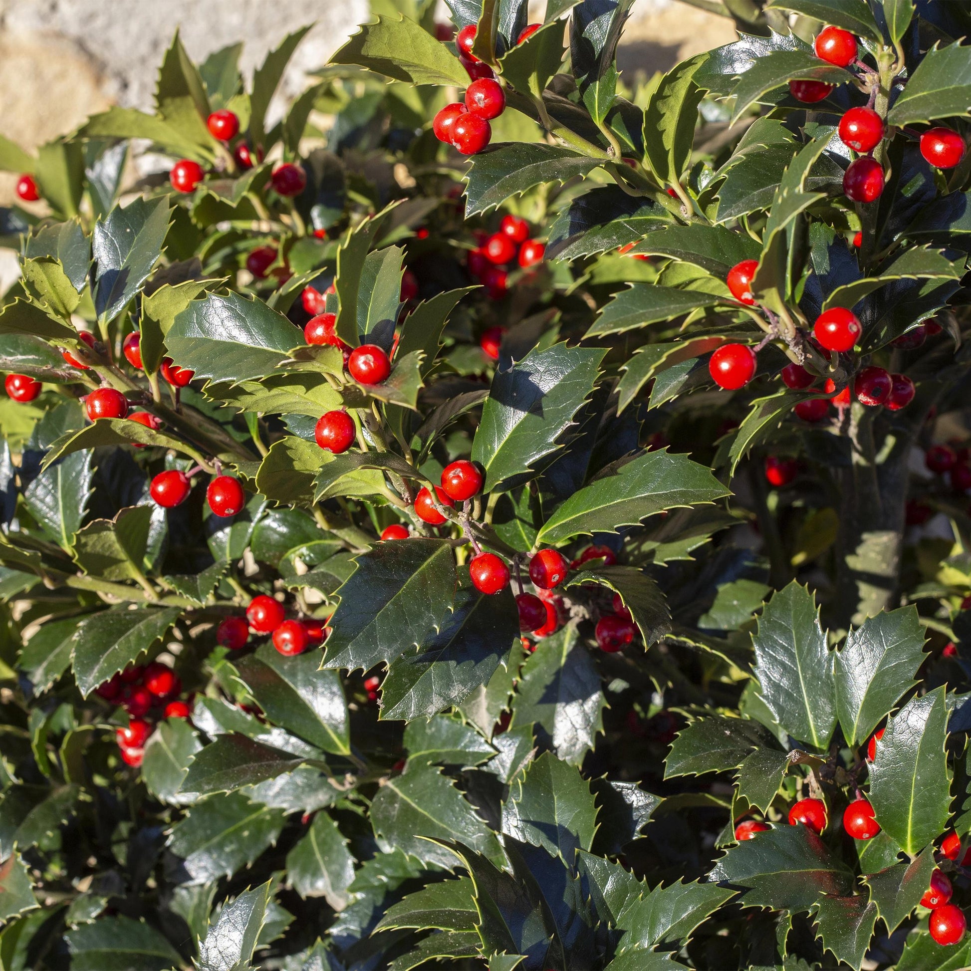 Greenboutiq - Heckenpflanzen - Ilex Blue Maid - Blatt Grün - 8 Pflanzen - 1 Laufender Meter - Immergrün - Topf 9Cm Höhe 25-30Cm