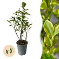 Greenboutiq - Heckenpflanzen - Ligustrum Ovalifolium Aureum - Blätter Gelb Grün - 8 Pflanzen - 1 Laufender Meter - Immergrün - Topf 9Cm Höhe 35-40Cm