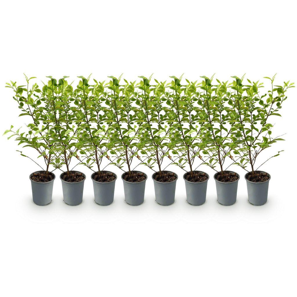 Greenboutiq - Heckenpflanzen - Ligustrum Ovalifolium Aureum - Blätter Gelb Grün - 8 Pflanzen - 1 Laufender Meter - Immergrün - Topf 9Cm Höhe 35-40Cm