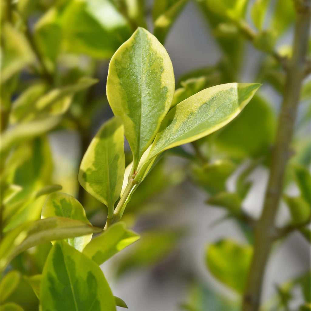 Greenboutiq - Heckenpflanzen - Ligustrum Ovalifolium Aureum - Blätter Gelb Grün - 8 Pflanzen - 1 Laufender Meter - Immergrün - Topf 9Cm Höhe 35-40Cm