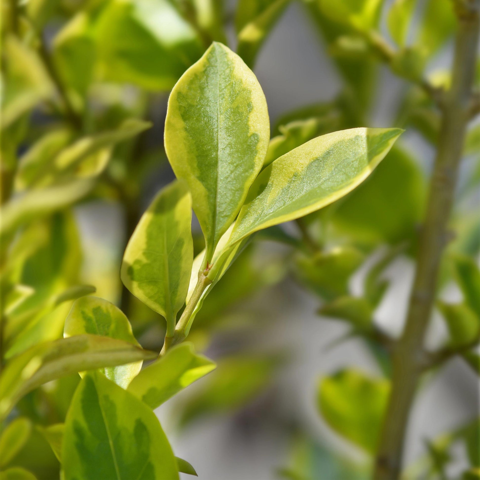 Greenboutiq - Heckenpflanzen - Ligustrum Ovalifolium Aureum - Blätter Gelb Grün - 8 Pflanzen - 1 Laufender Meter - Immergrün - Topf 9Cm Höhe 35-40Cm